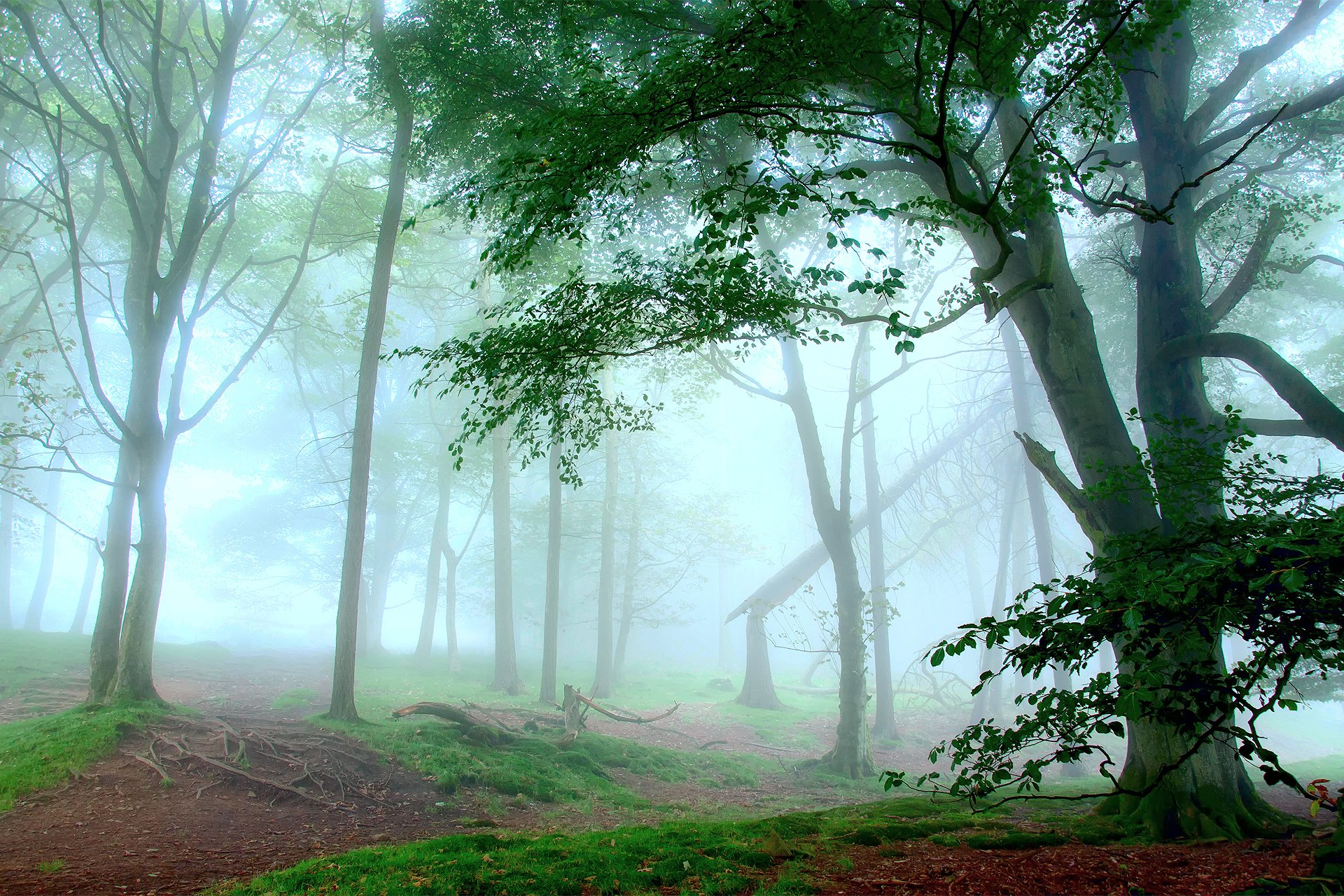 nature forêt brume lumière laiteux blanc arbres herbe verdure