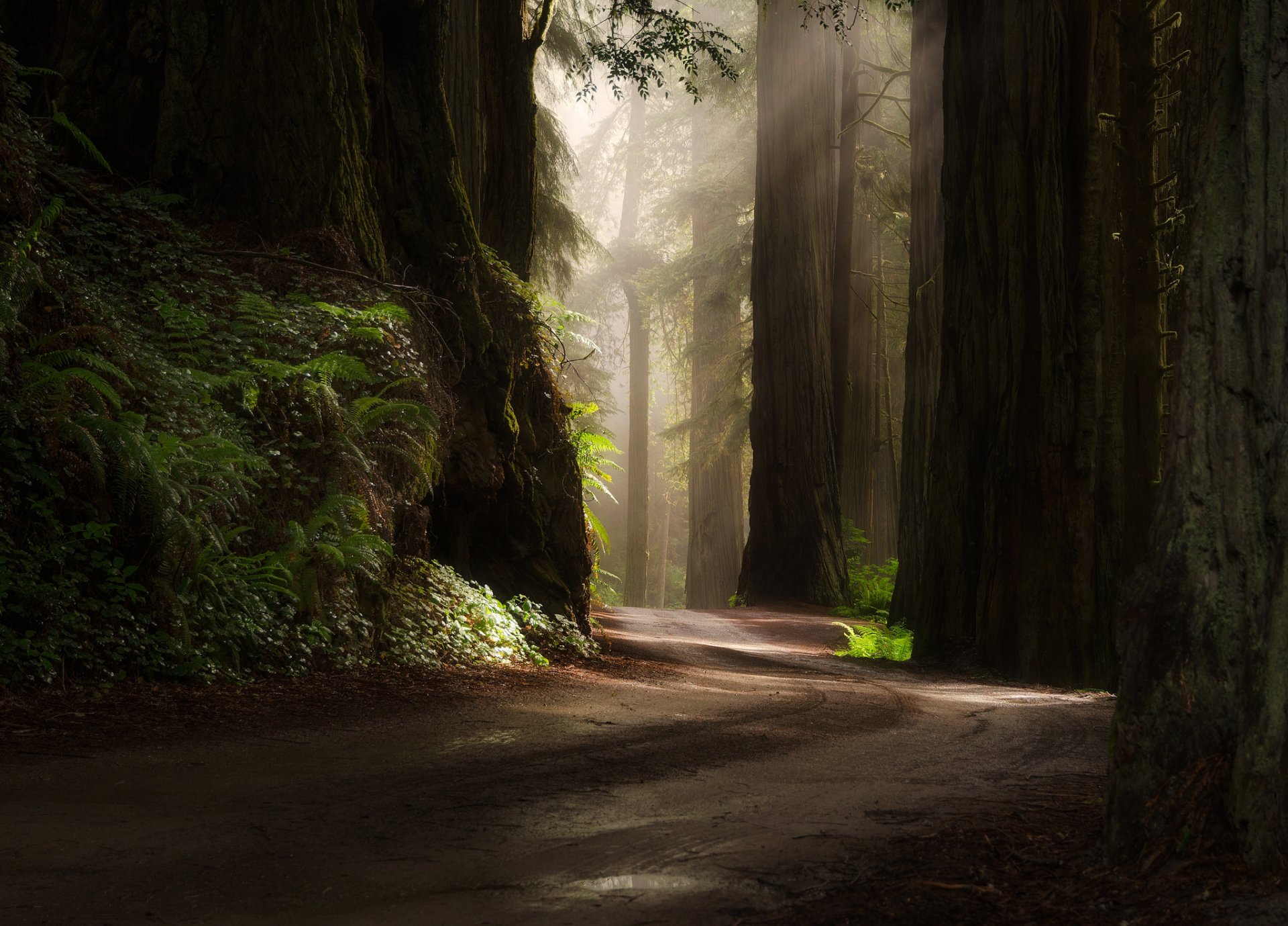 forest road nature