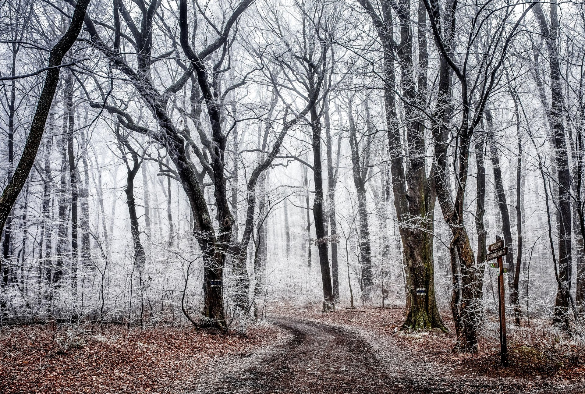 foresta alberi strada autunno gelo