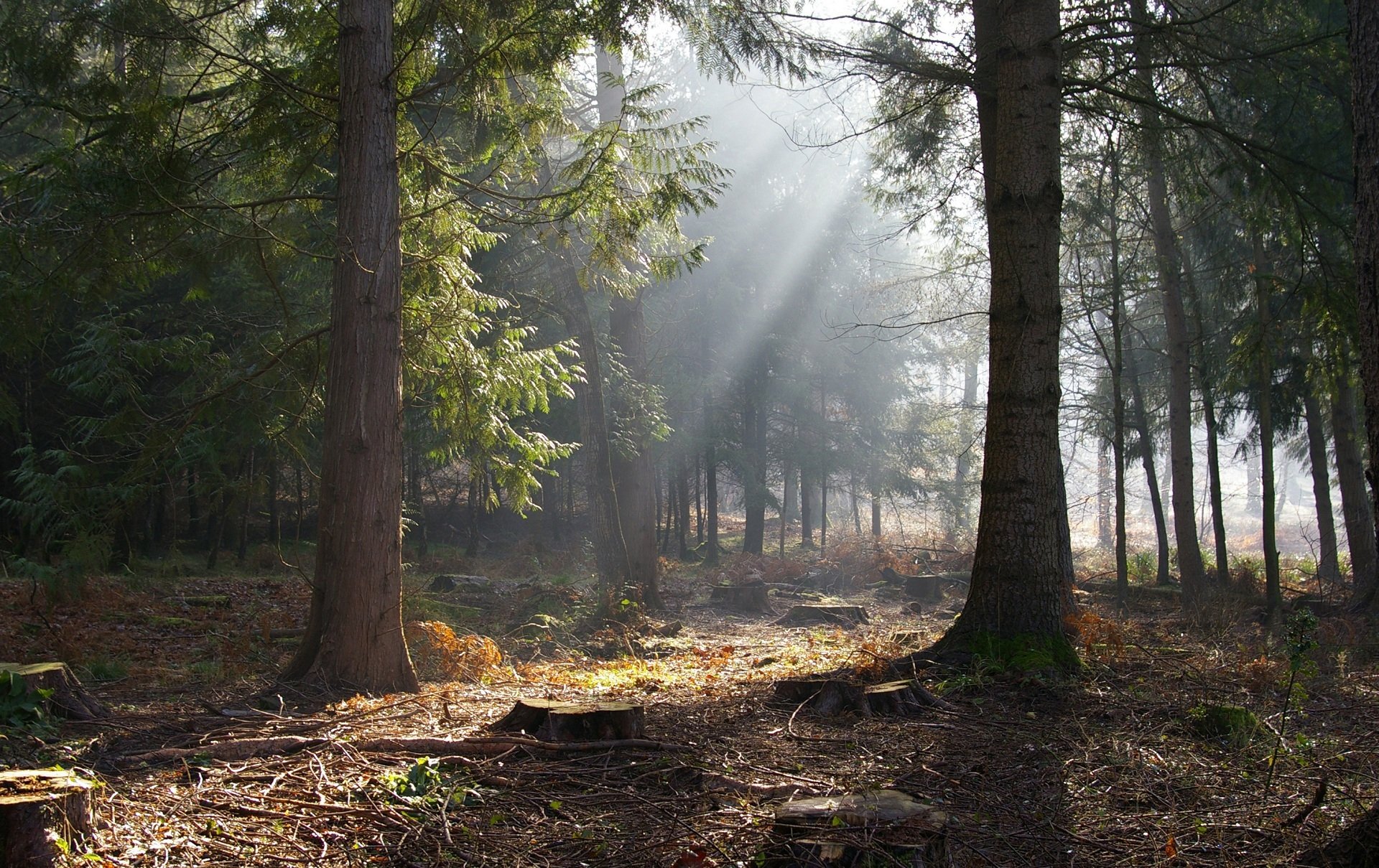 un tree forest stump