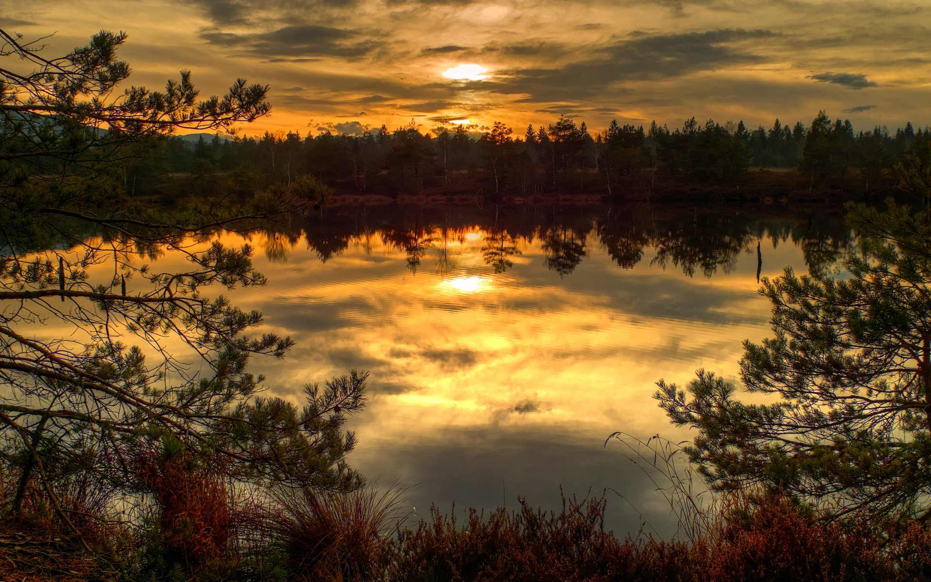 water grass dry autumn lake sunset spruce needle