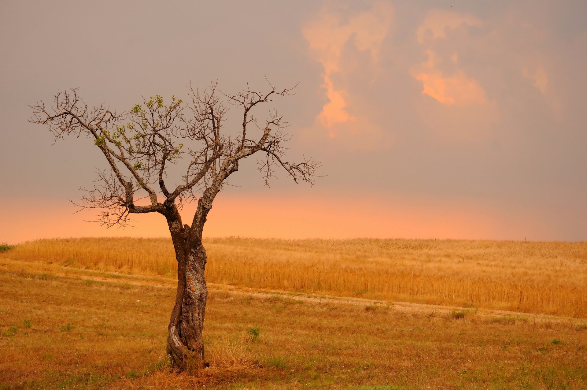 campo trigo árbol renacimiento