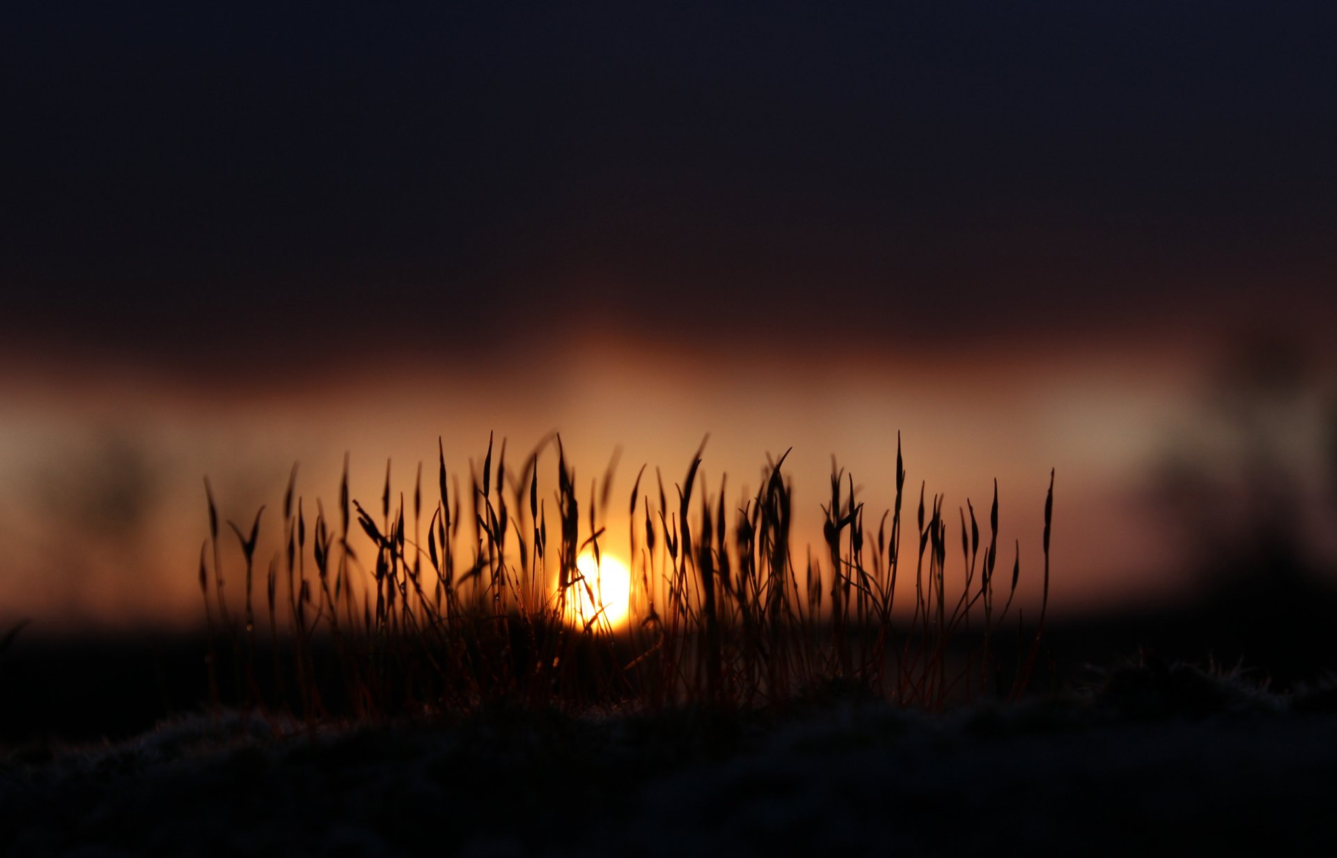 natura alba mattina sole luce muschio erba