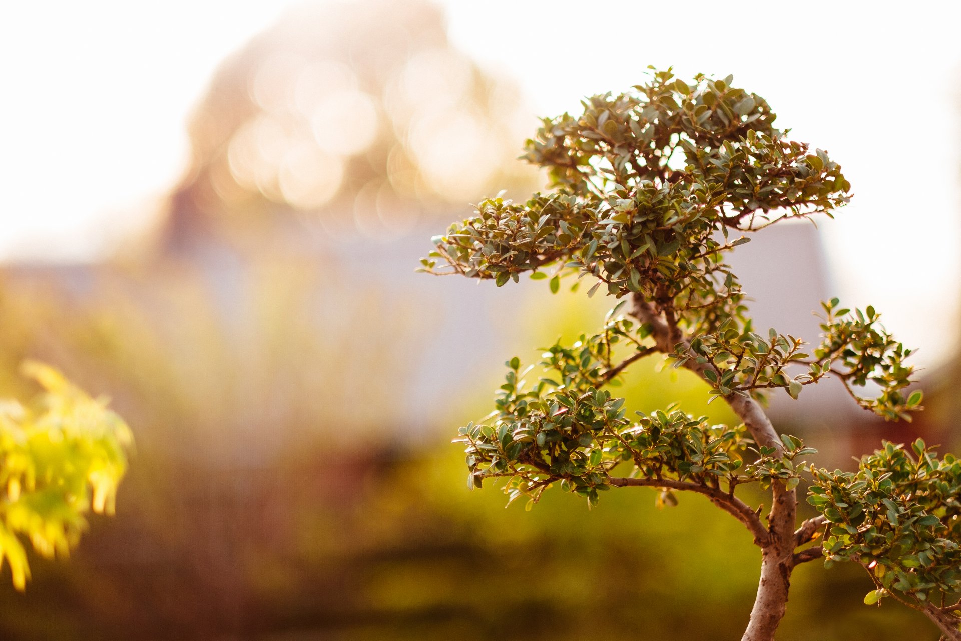 albero foglie sfondo