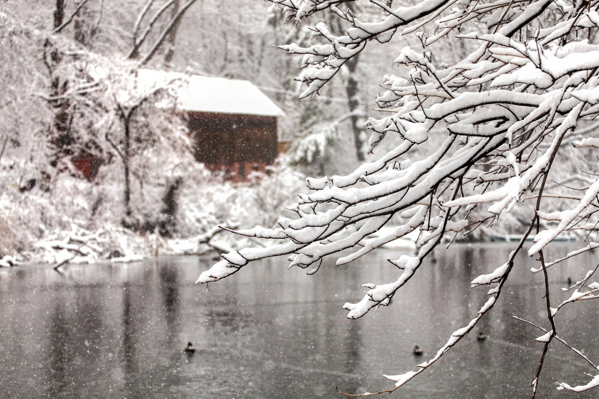 natura zima śnieg płatki śniegu gałęzie drzewo drzewa woda jezioro dom