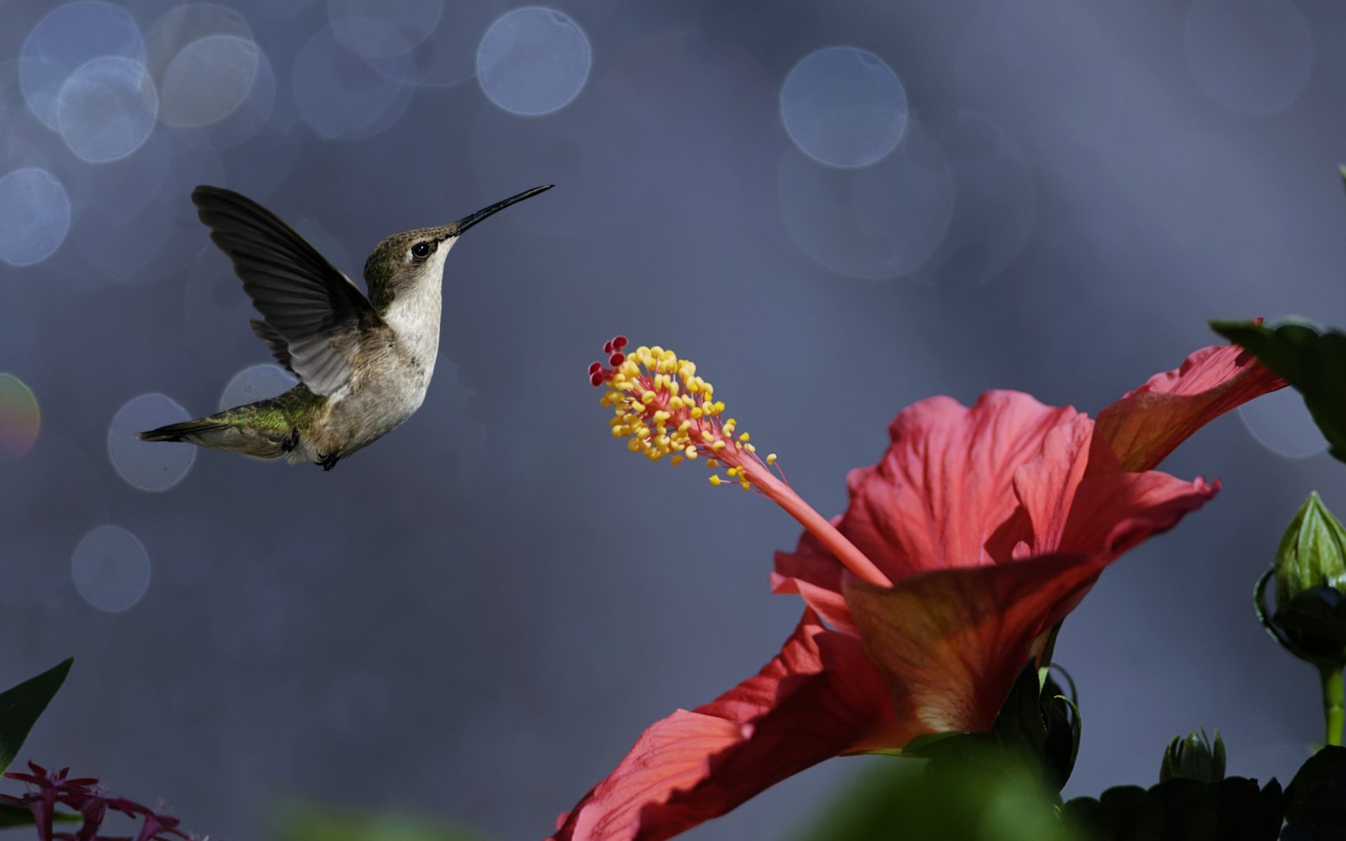 natura ptaki ptaszek koliber kwiat hibiskus bokeh