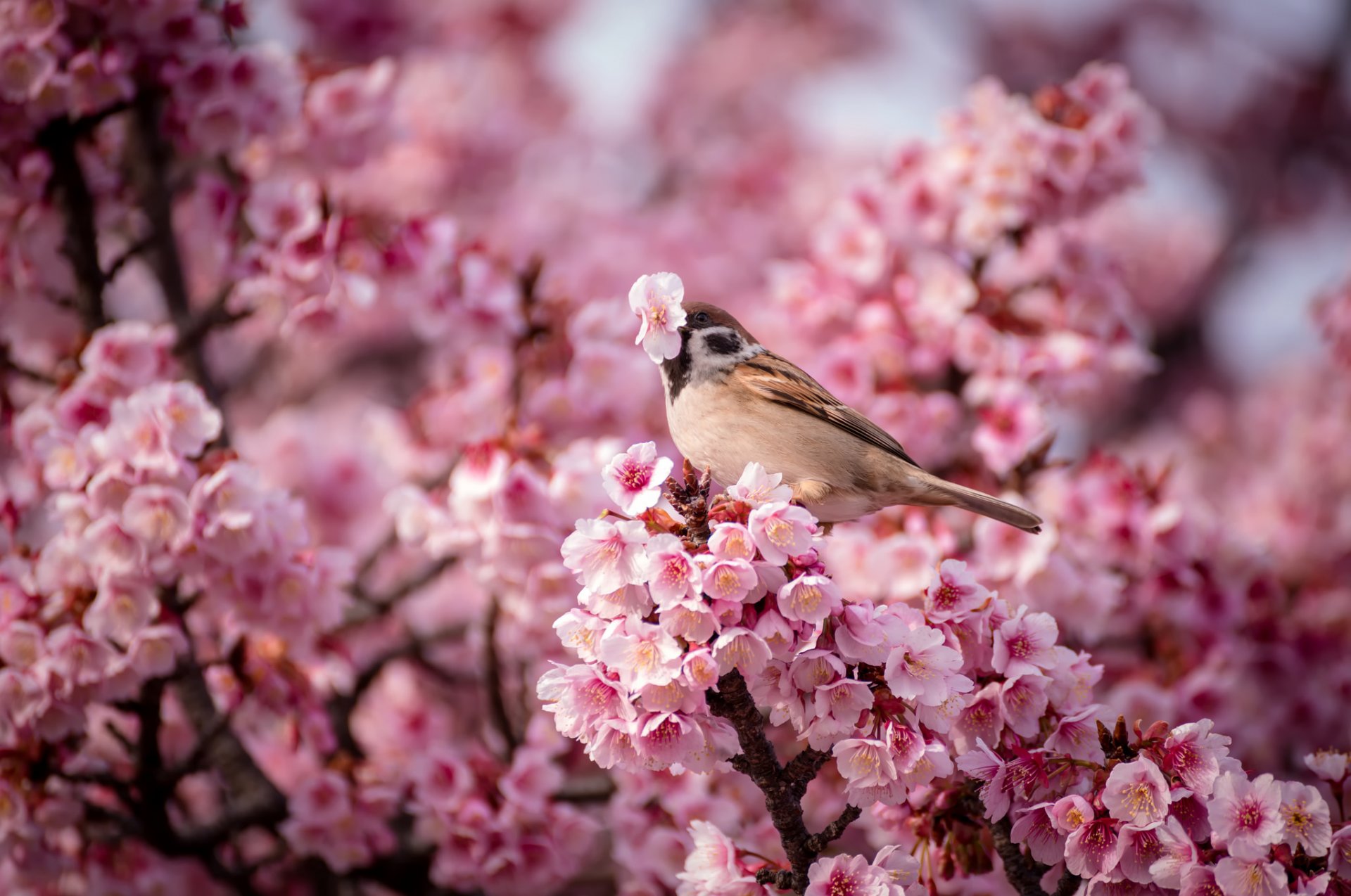 wiśnia kwiaty różowy wróbel ptak wiosna natura