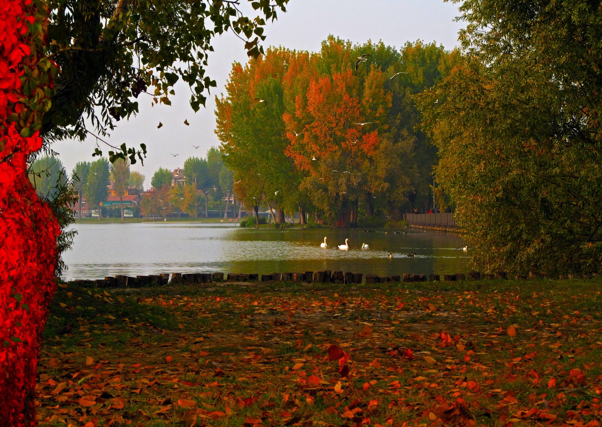 jezioro włochy lombardia mantua natura jesień liście zdjęcia