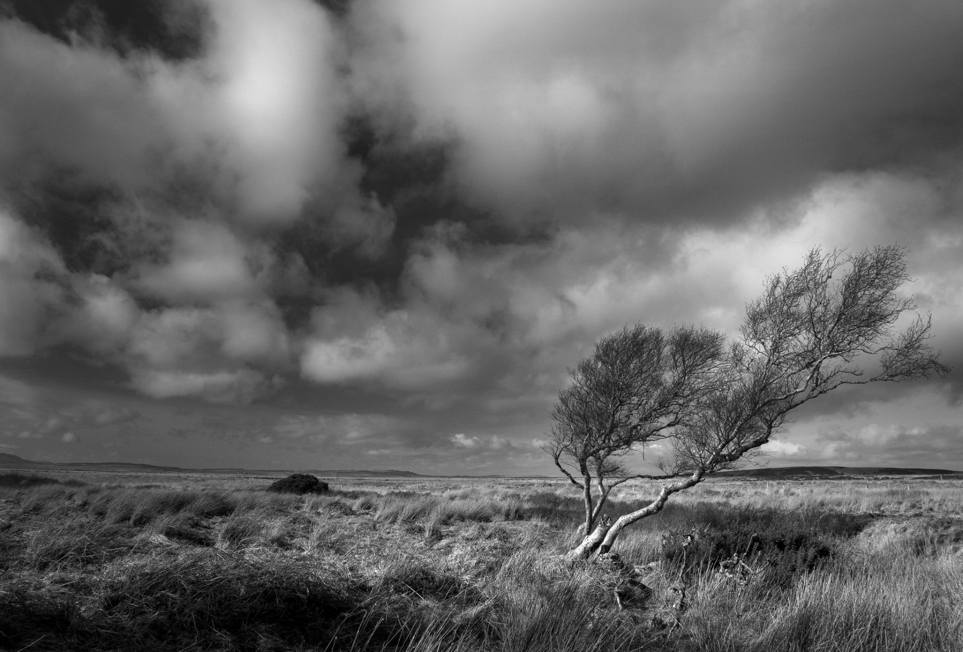 arbre vent steppe chb