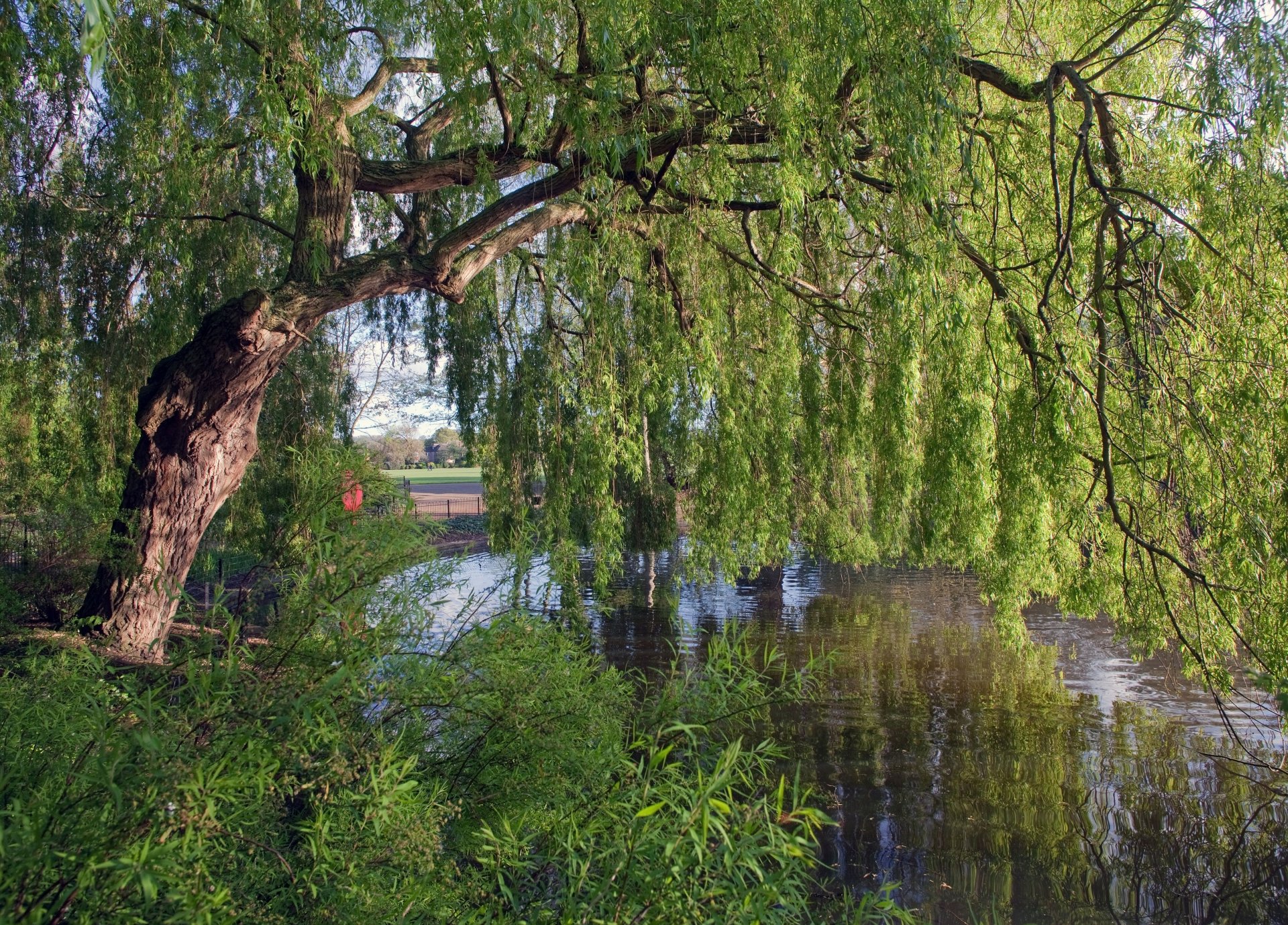 england fluss baum weide