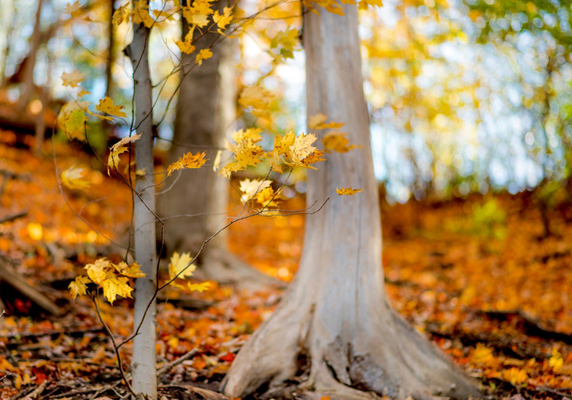 forest trees branches leaves leaves yellow nature autumn