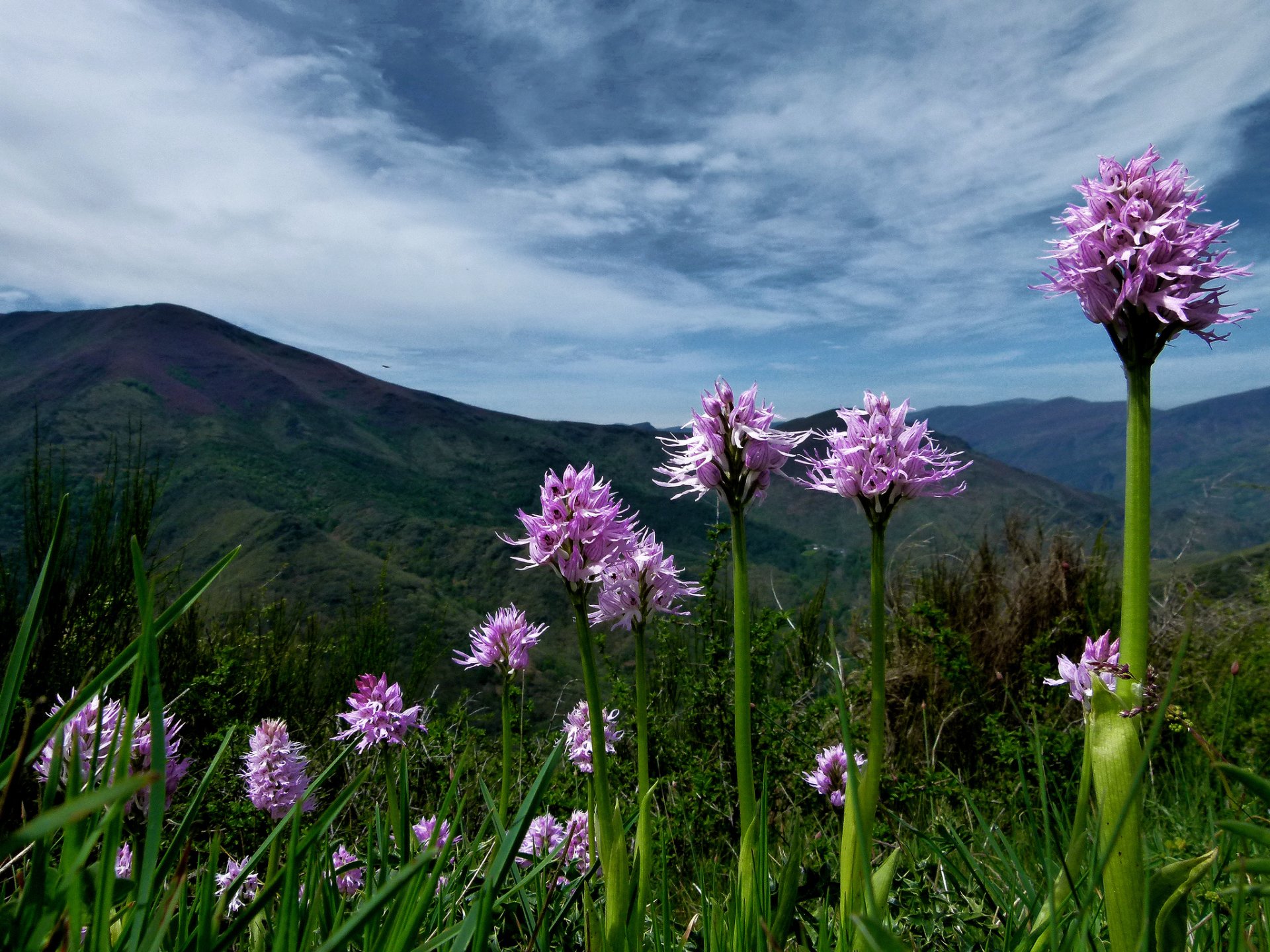 berge pflanzen blumen rosa