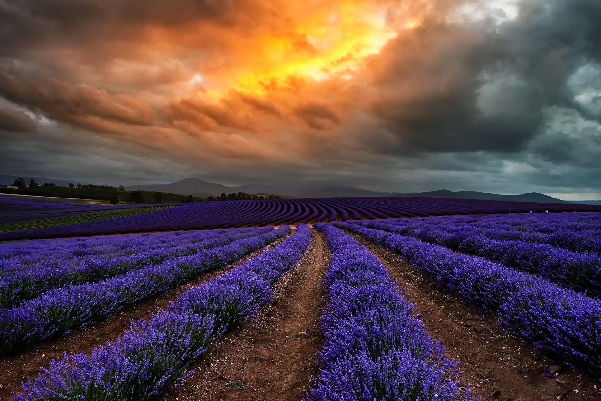 australien tasmanien feld lavendel blumen wolken wolken natur