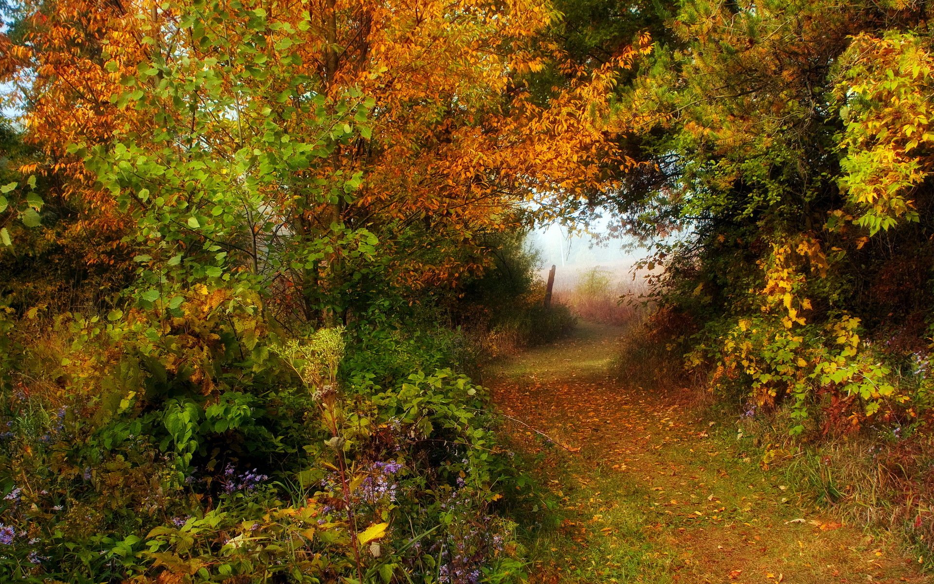 forest road autumn nature