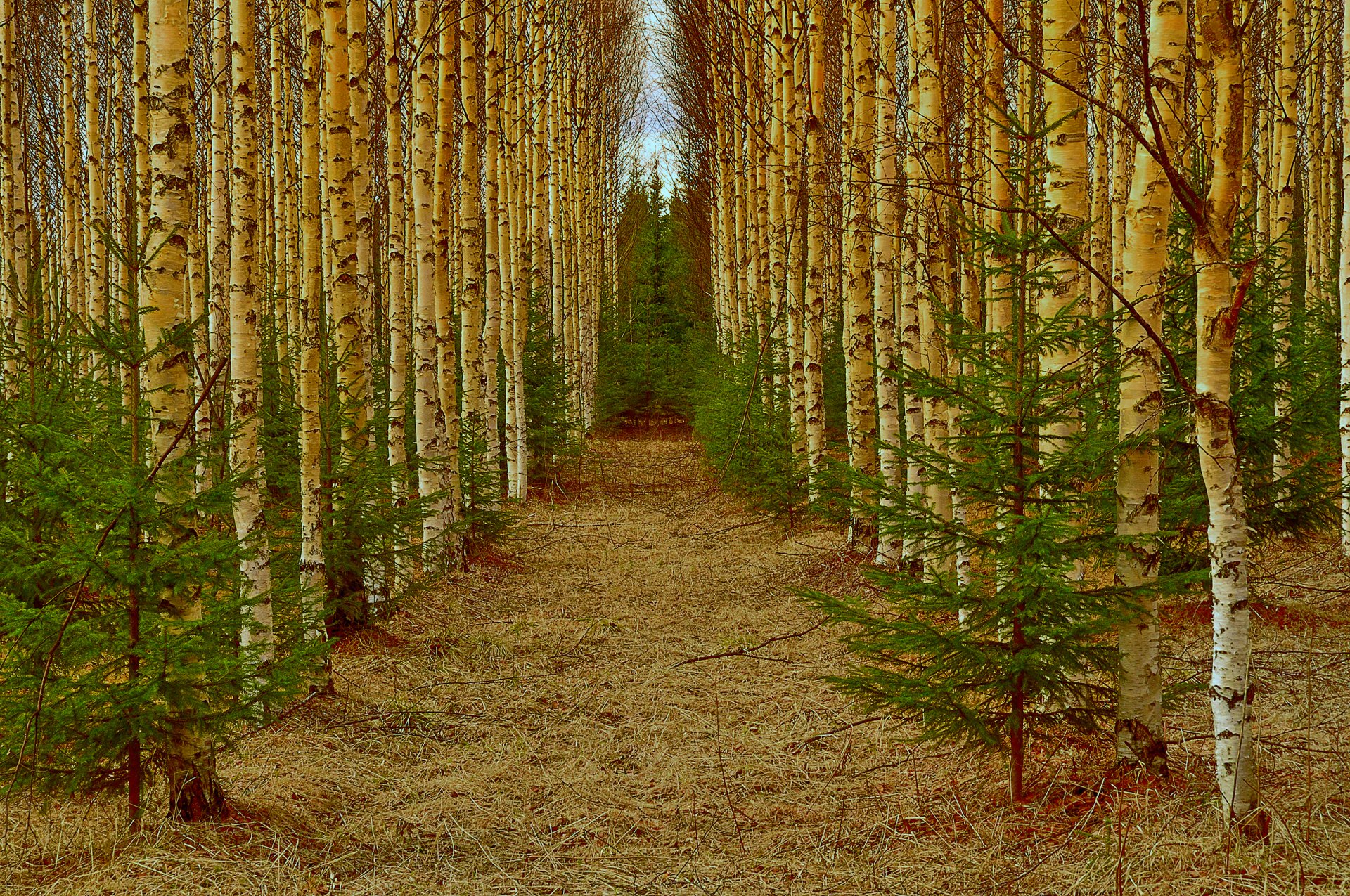 allée forêt