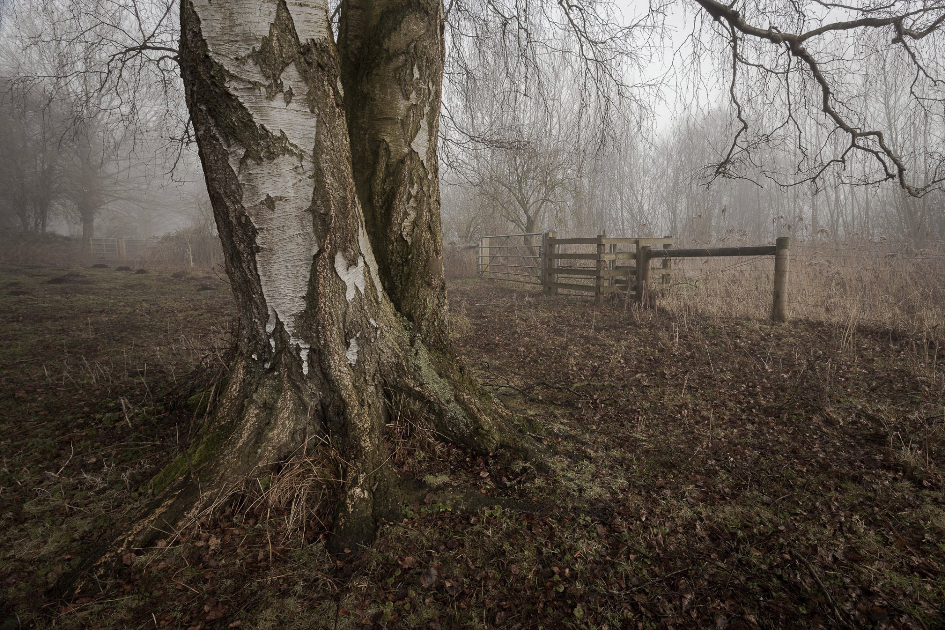 dry leaves fence