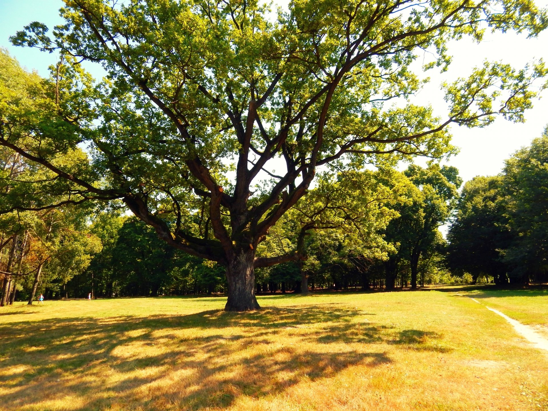 oak shadow branches summer