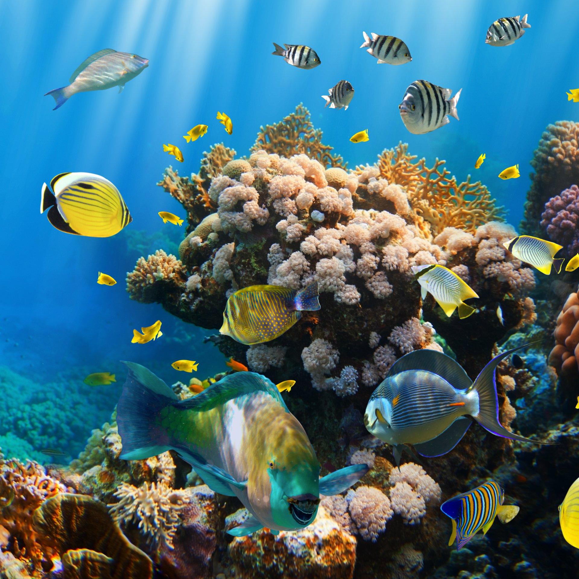 tropical corail récif eau océan monde sous-marin récif de corail poissons