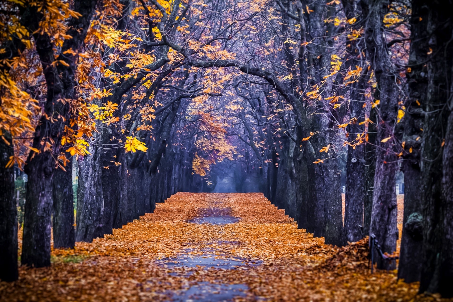 nature forêt parc arbres feuilles coloré route automne automne couleurs promenade