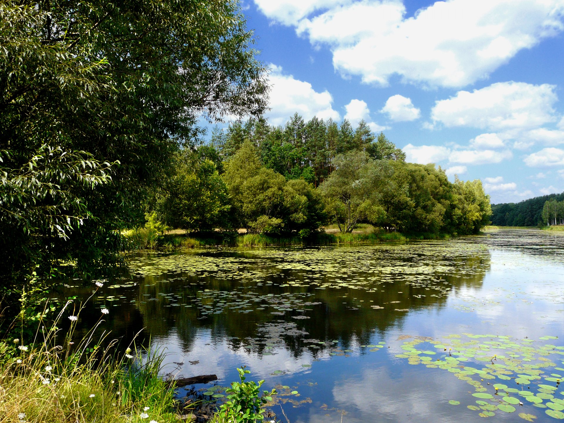 lake clouds tree reflection