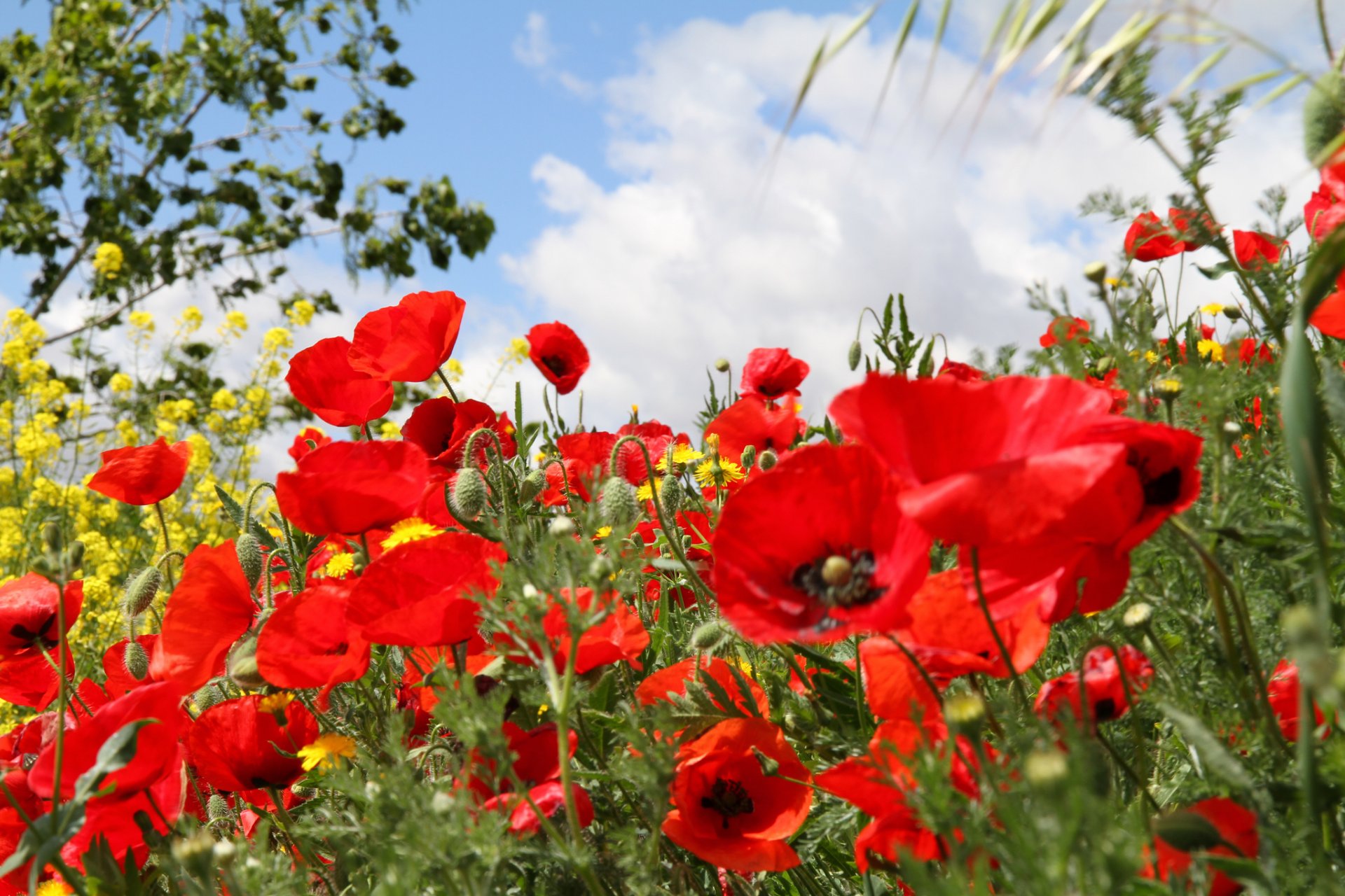 cielo nubes campo prado flores amapolas