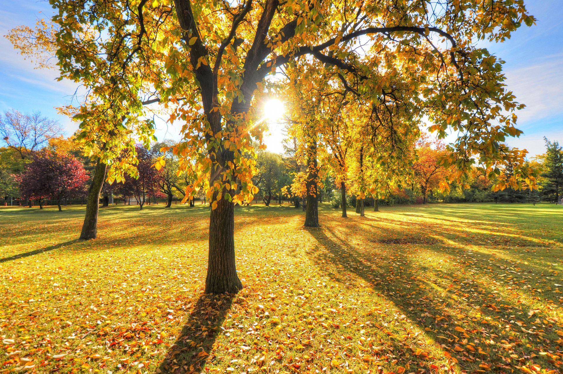 parque árboles hierba hojas otoño puesta de sol luz sol