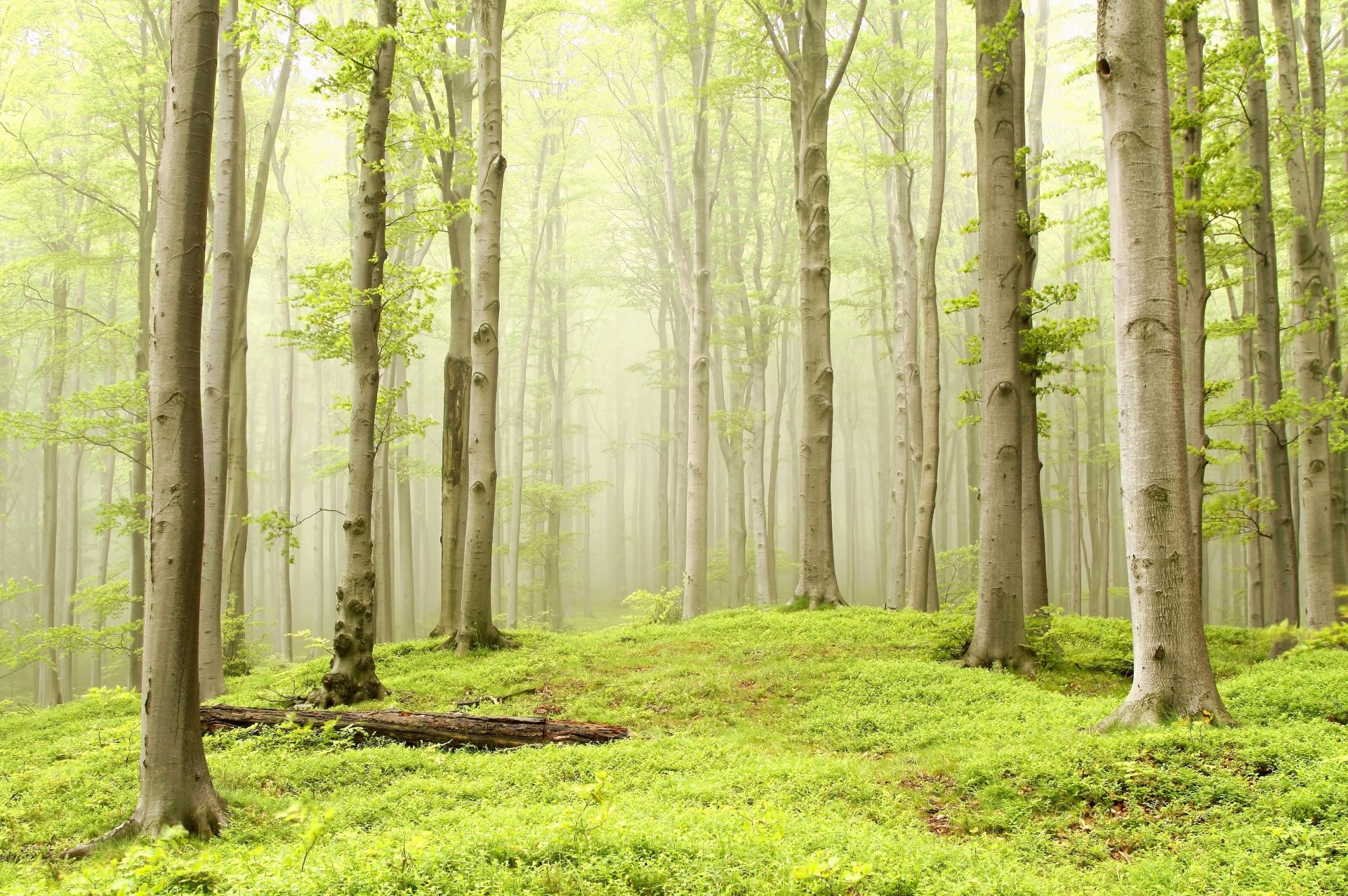 wald bäume espe nebel dunst gras