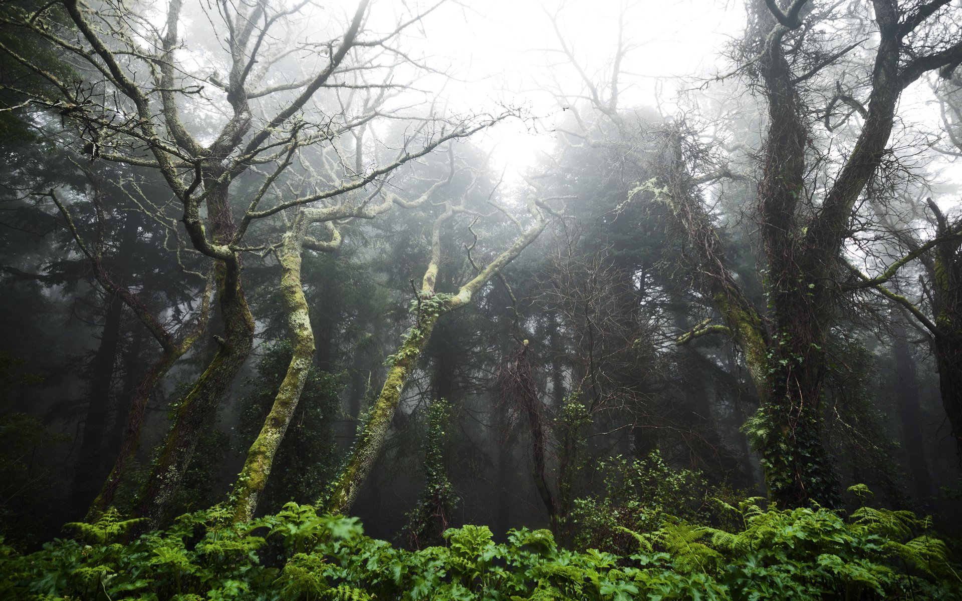 portugal rainforest between the towns of sintra and cascais the rainforest between sintra and cascai