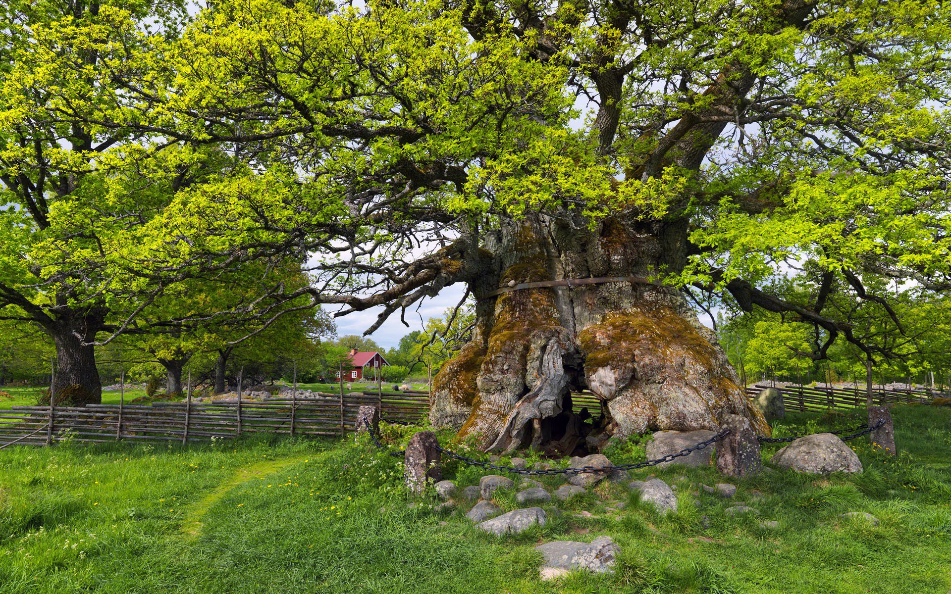 vegetación bosque árbol cerca cerca hojas hierba