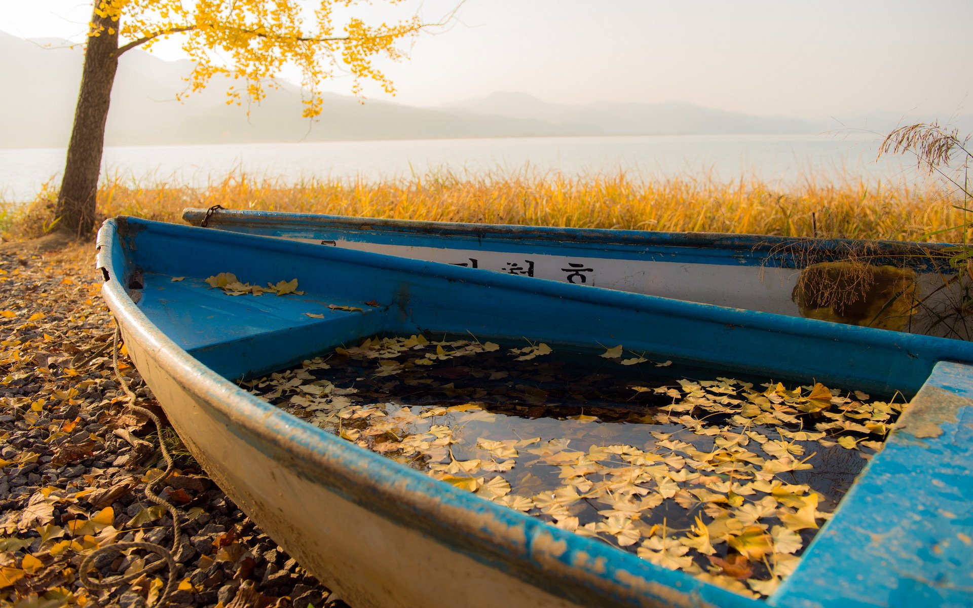 boote blätter herbst