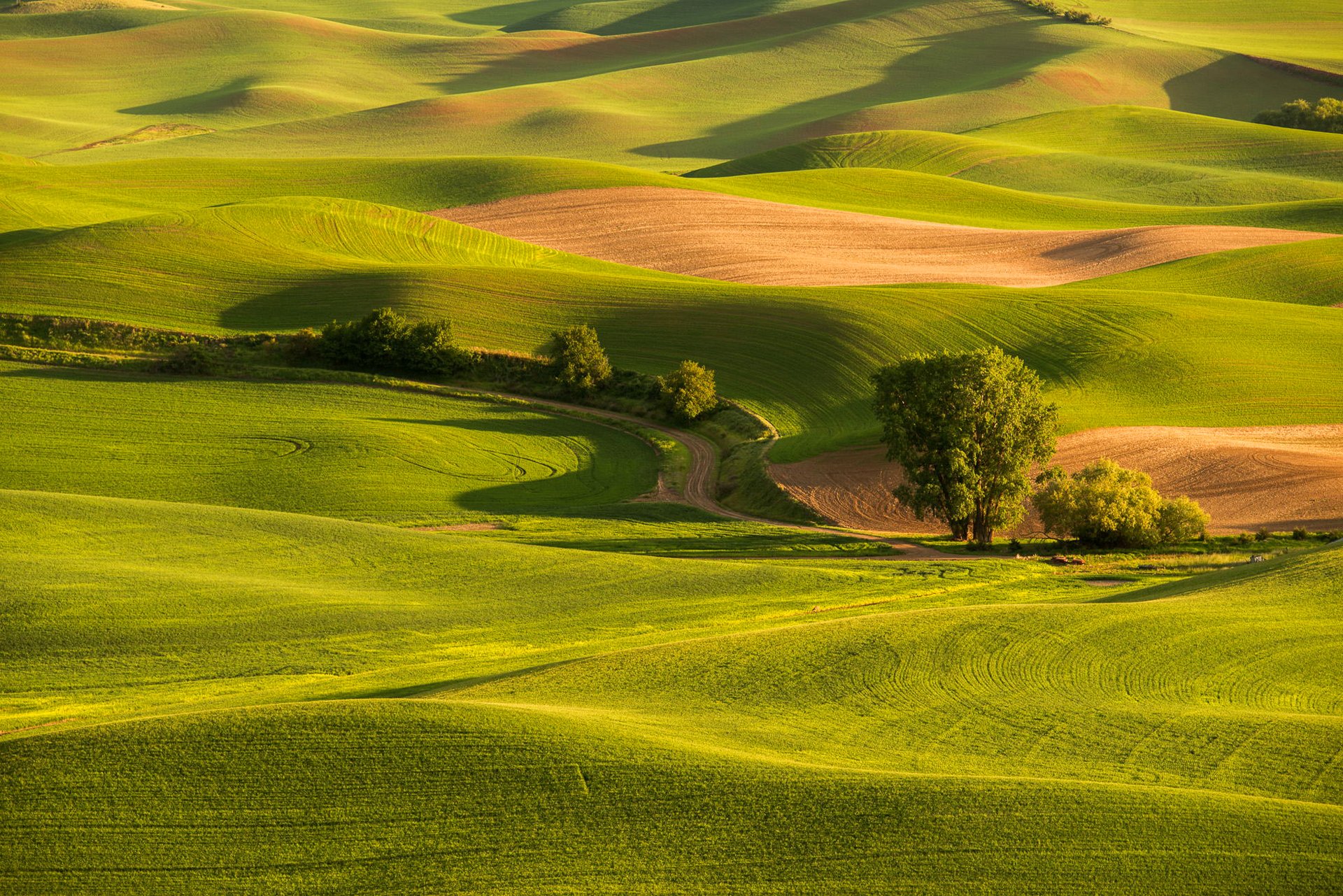 champ herbe collines arbres route coucher de soleil