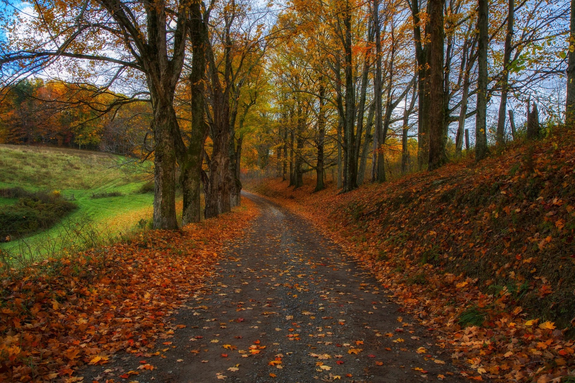 nature forest park trees leaves colorful road autumn fall colors walk