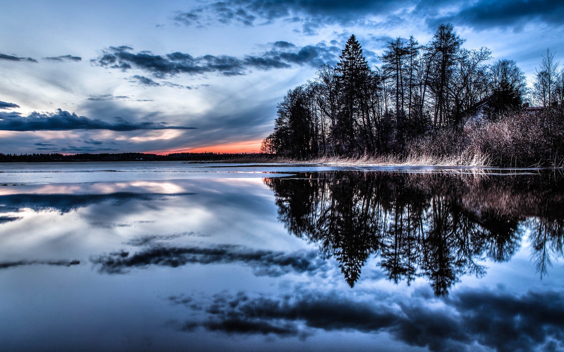 forest reflection water nature tree sky cloud