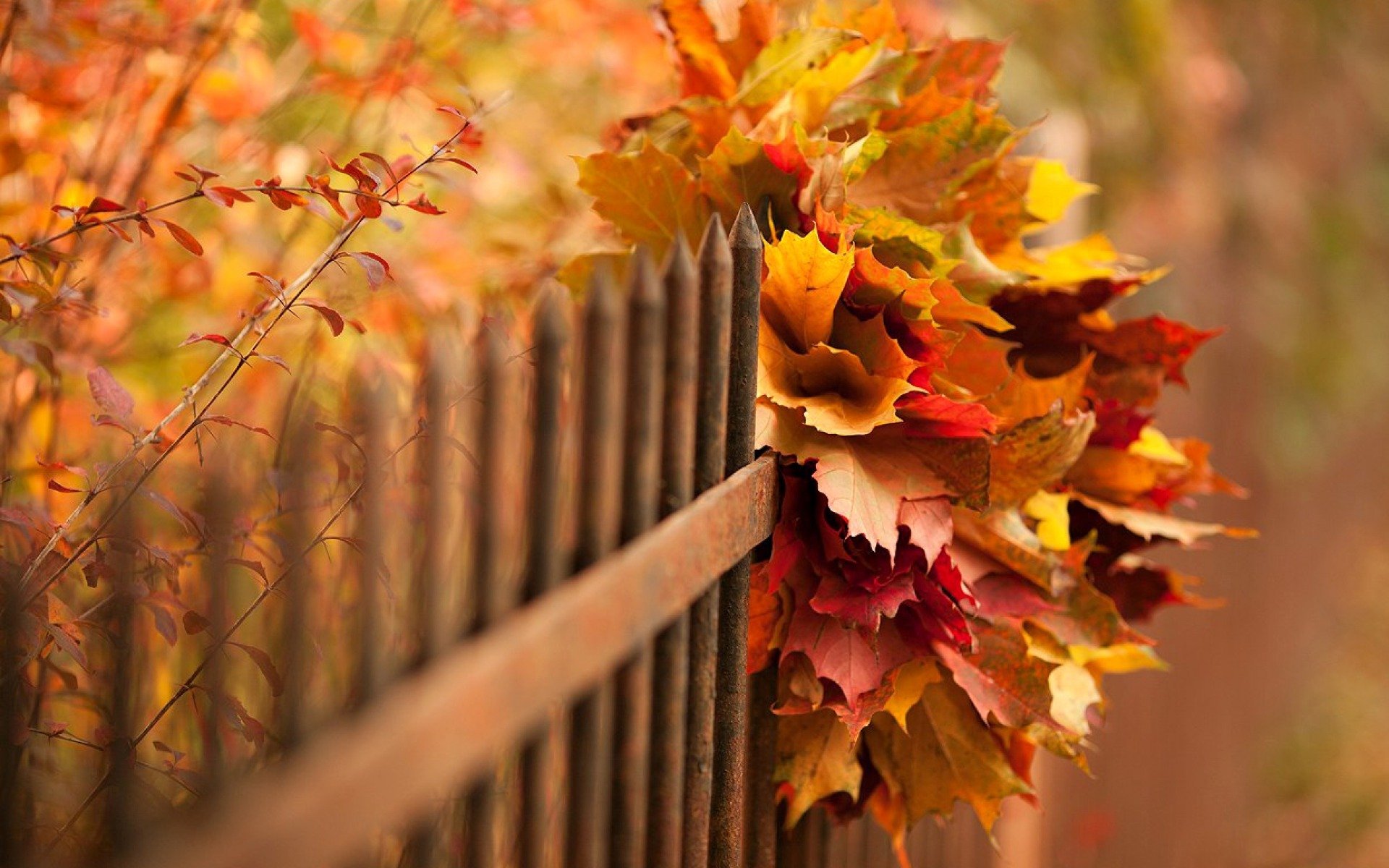 nature automne feuilles bokeh