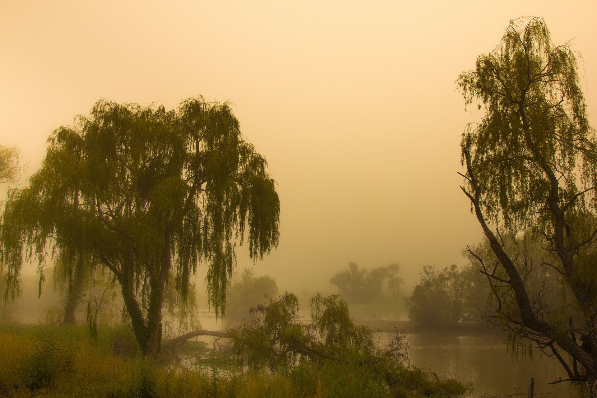 australia canberra wetlands jerrabomberra morning fog