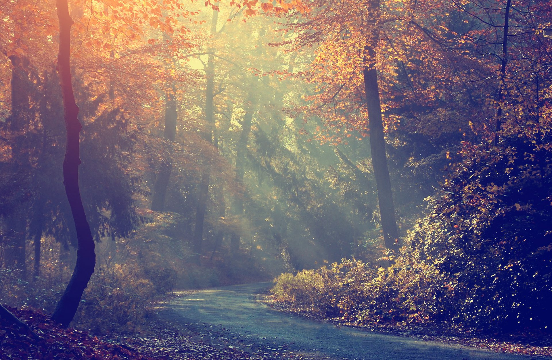 straße morgen nebel wald bäume herbst