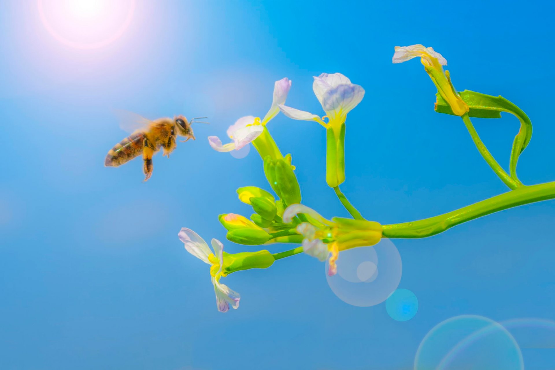 bee sun flower