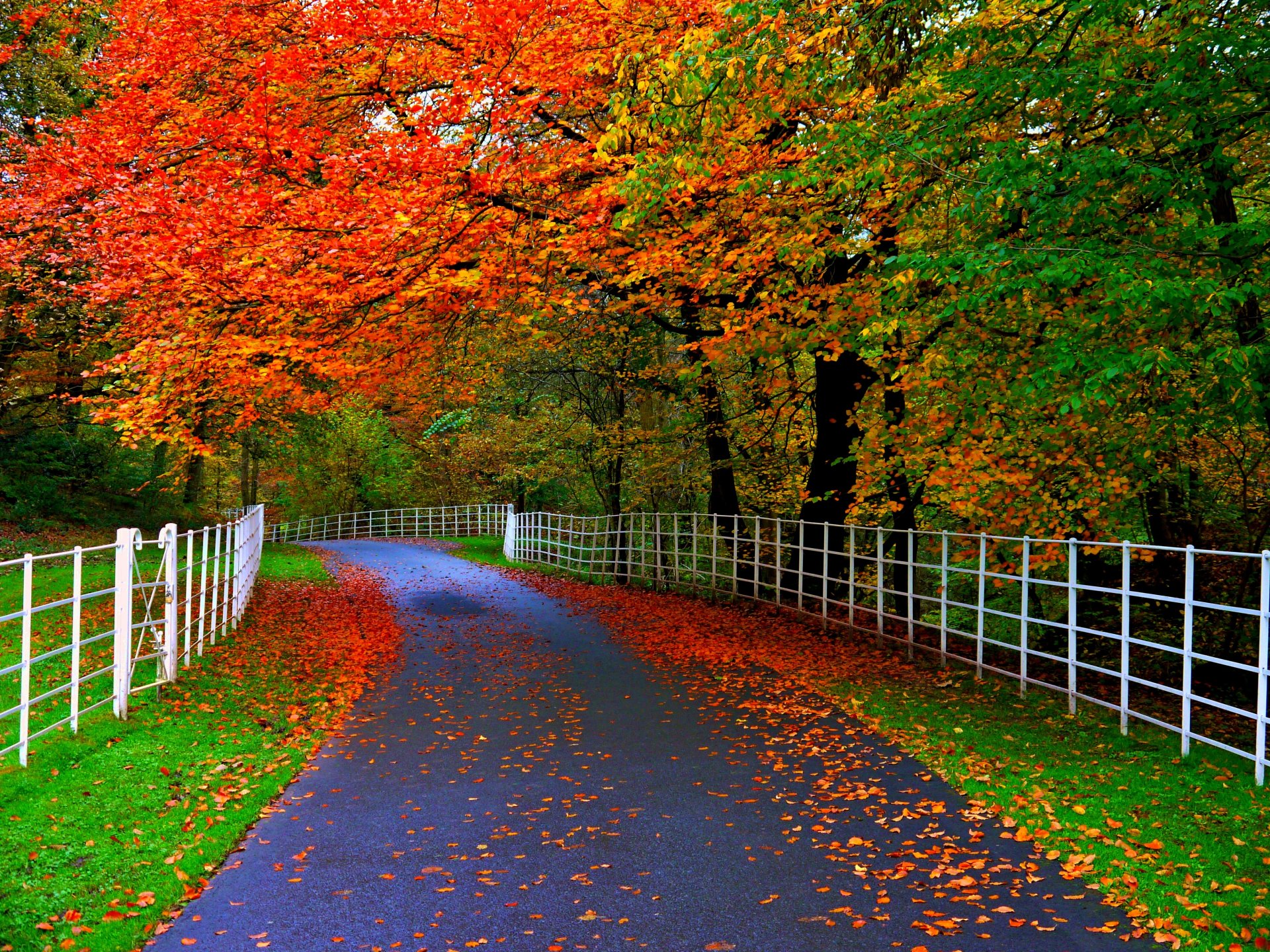 natur wald park bäume blätter bunt straße herbst herbst farben zu fuß