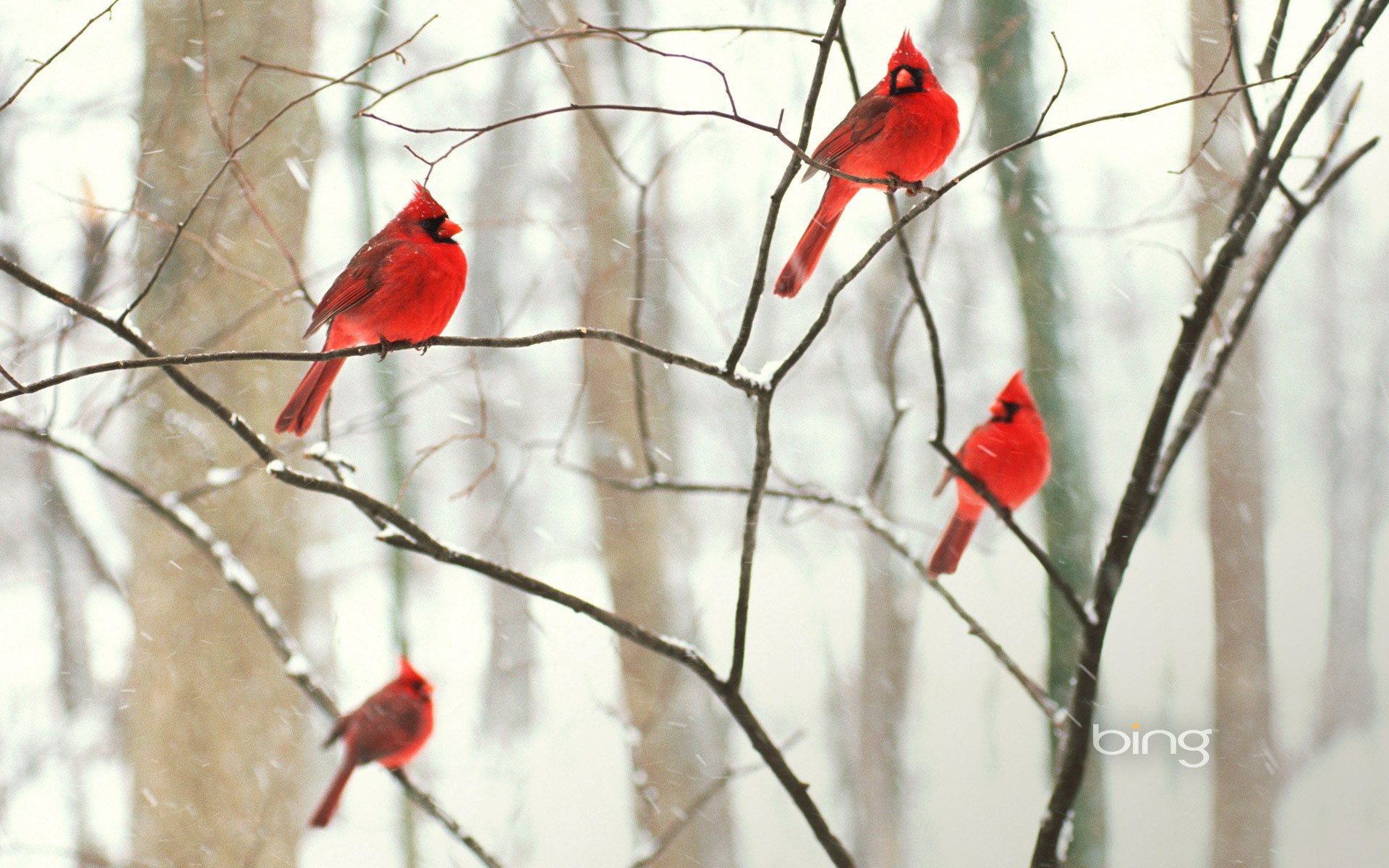 winter birds cardinal park branch tree wallpaper forest snow