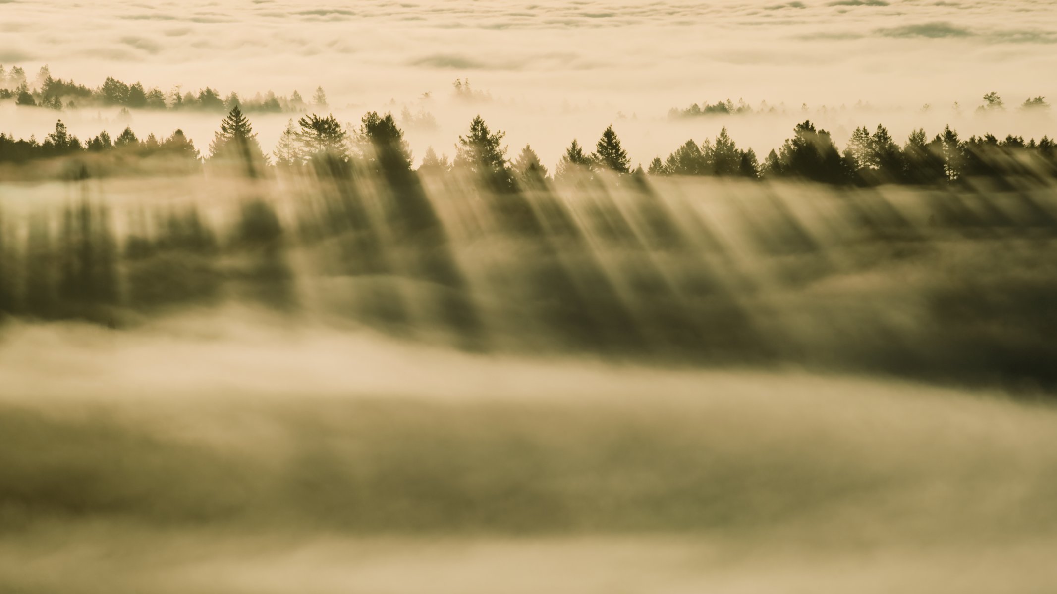 pomme os x mavericks mac brumeux forêt brouillard