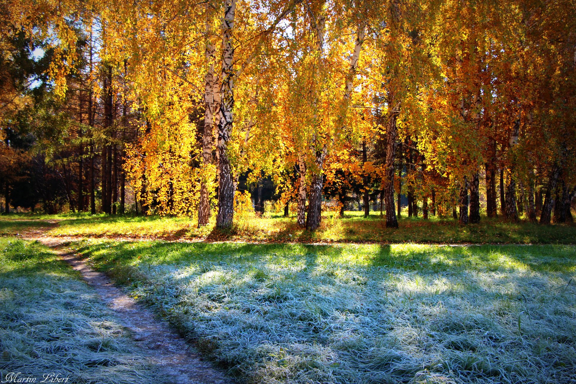 escarcha sol otoño bosque