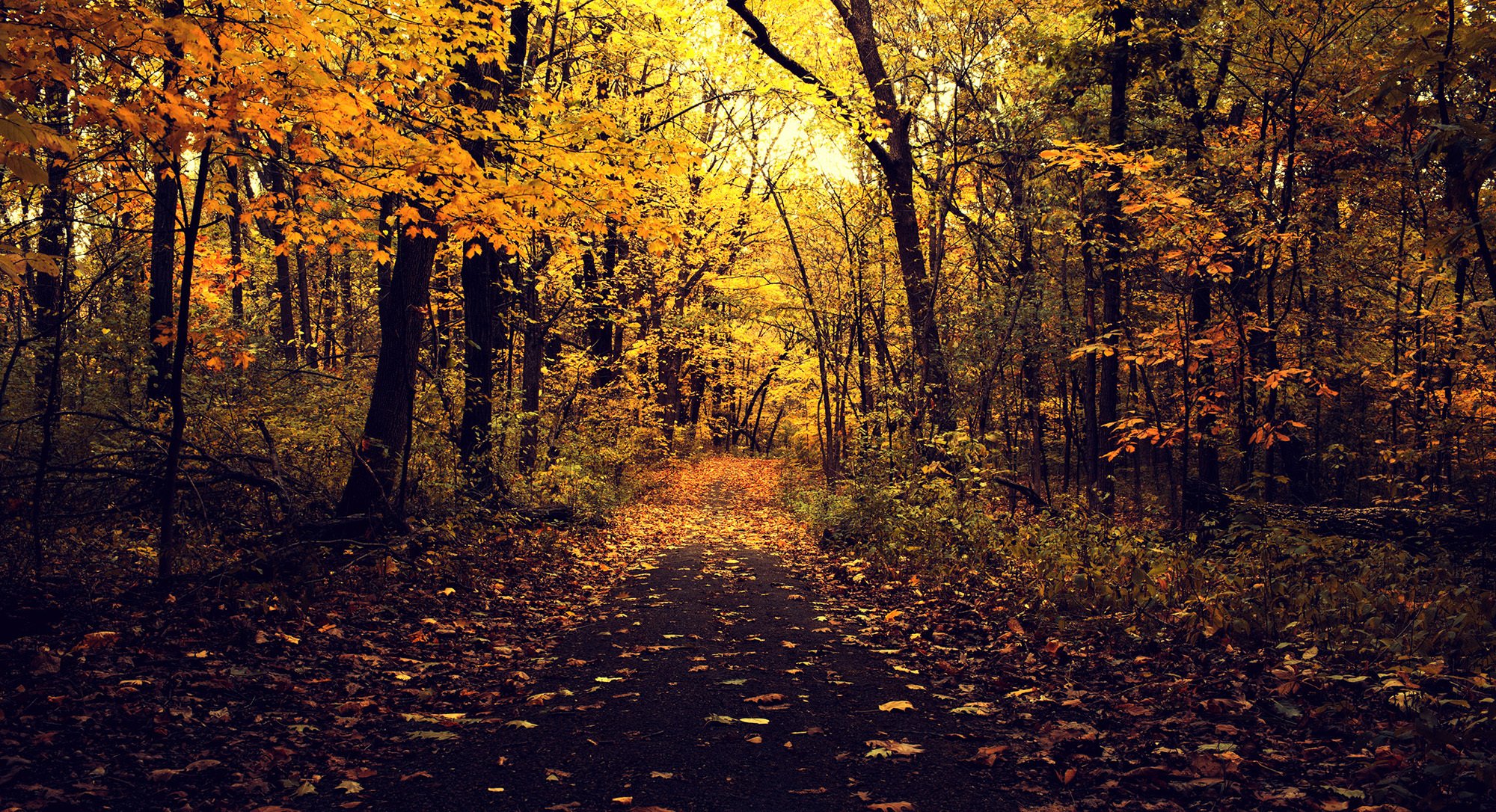 autunno parco natura strada asfalto alberi rami foglie giallo