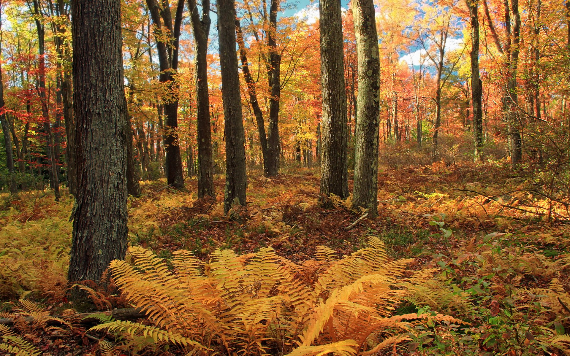 bosque otoño naturaleza