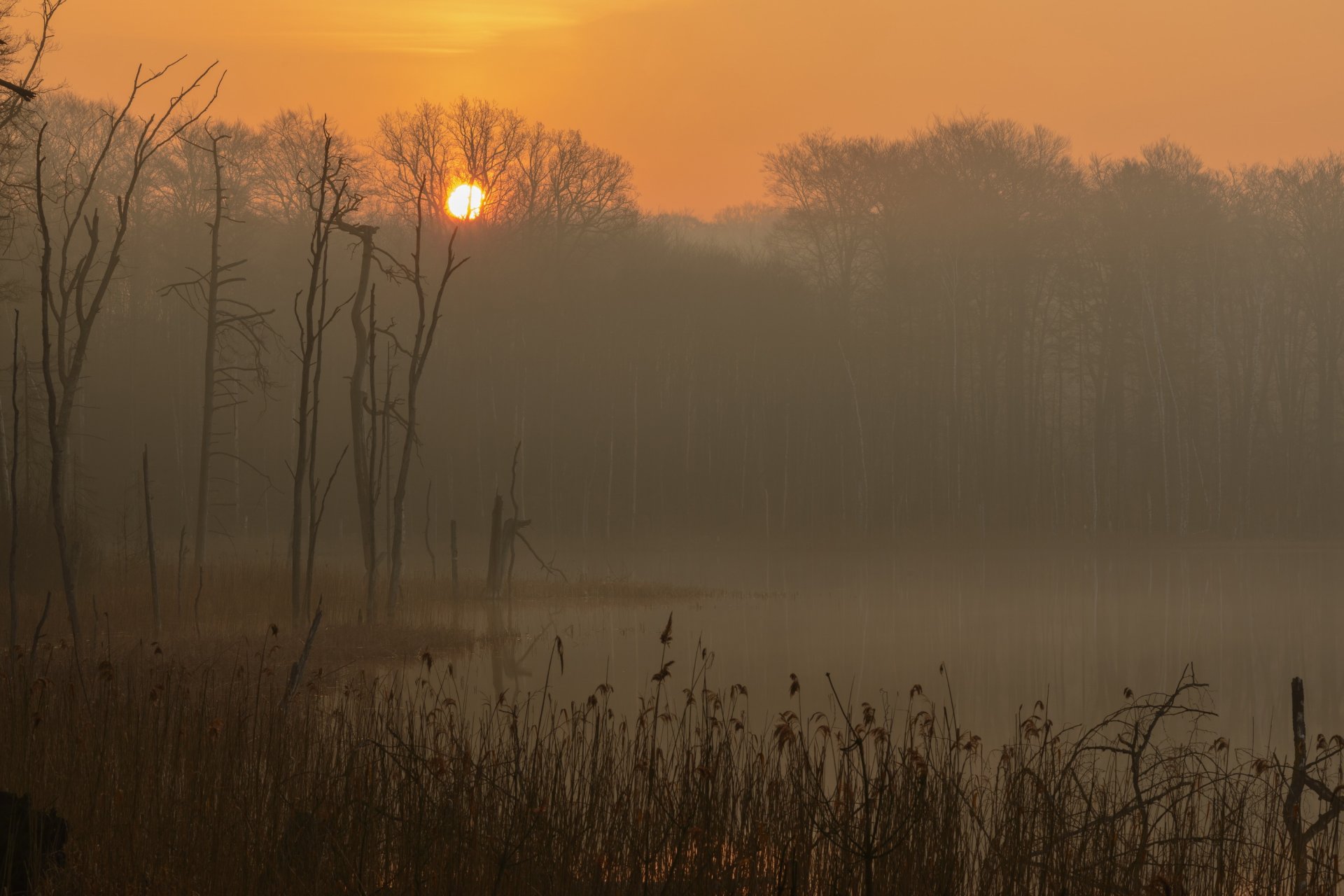 germania meclemburgo-pomerania anteriore parco nazionale di müritz lago mattina nebbia alba