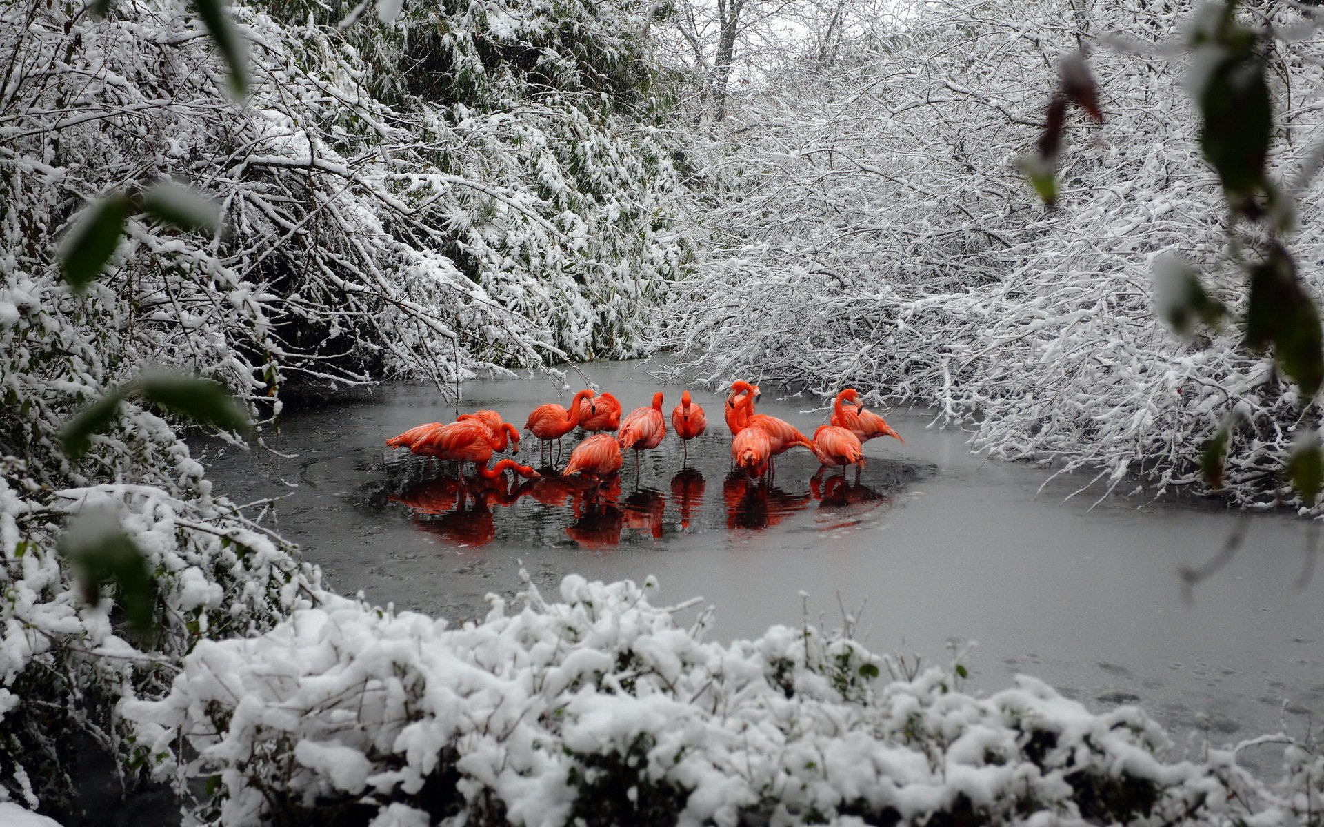 flamant rose hiver forêt neige lac