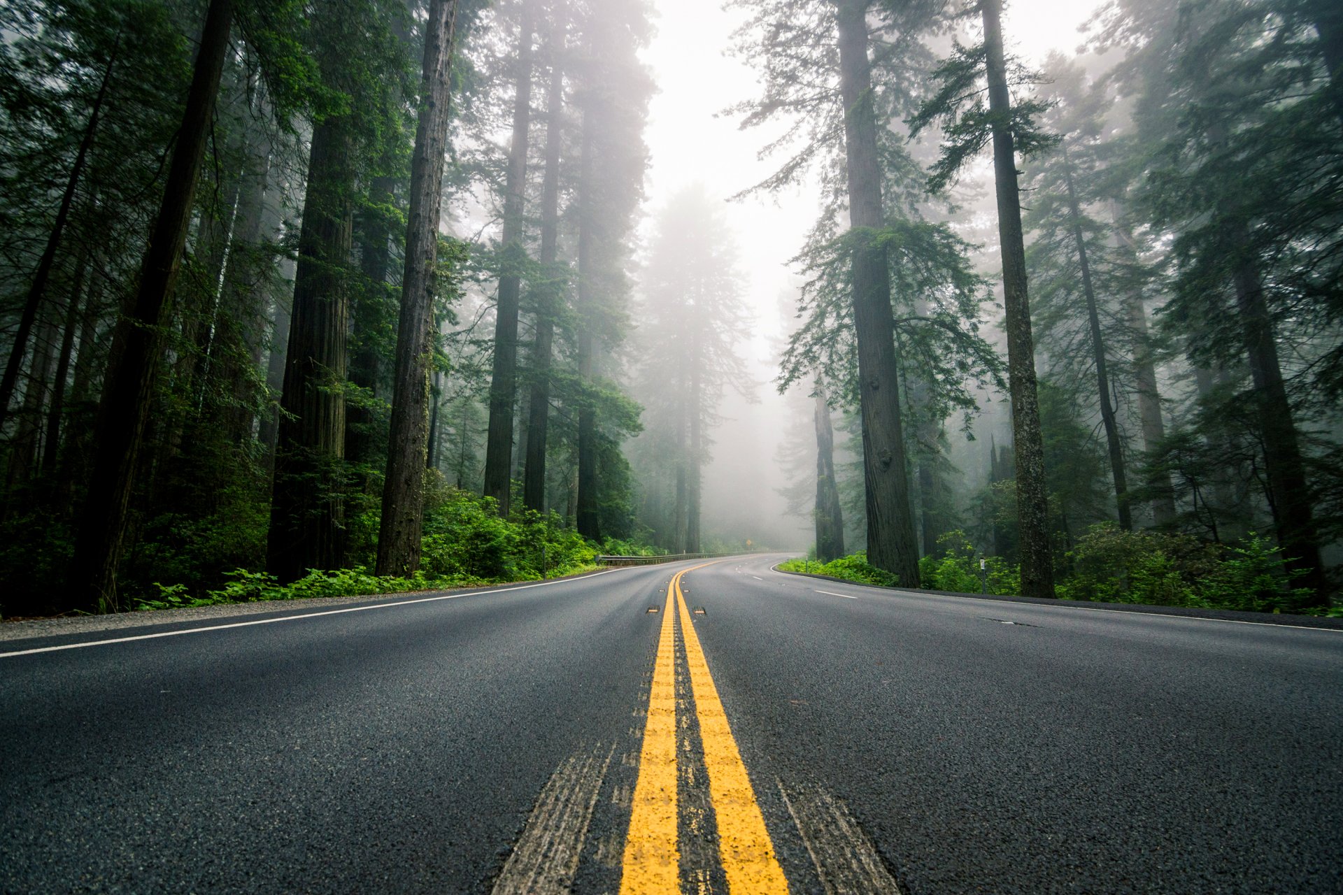 usa nordamerika straße autobahn markierung wald sequoia bäume nebel natur