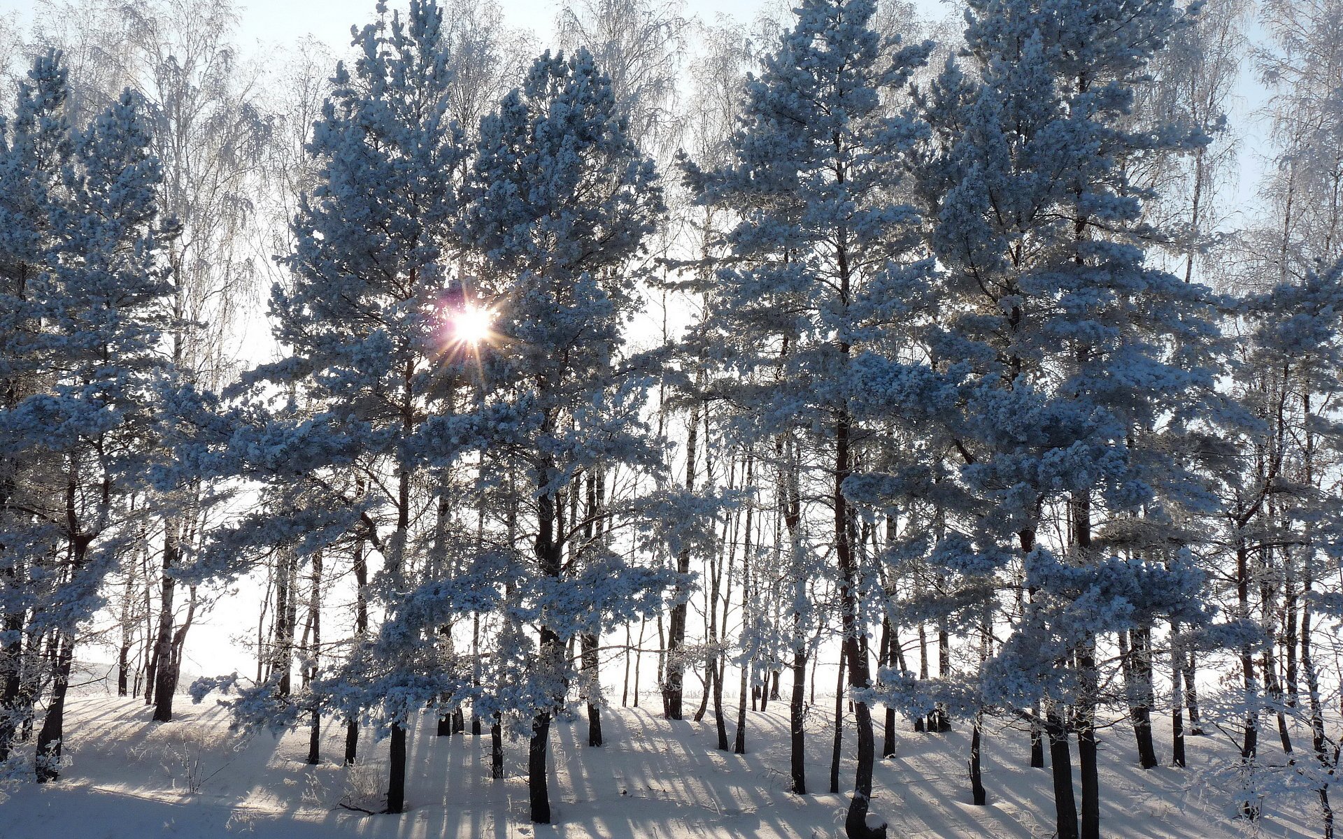 wald bäume fichte winter schnee sonne strahlen sonnenuntergang