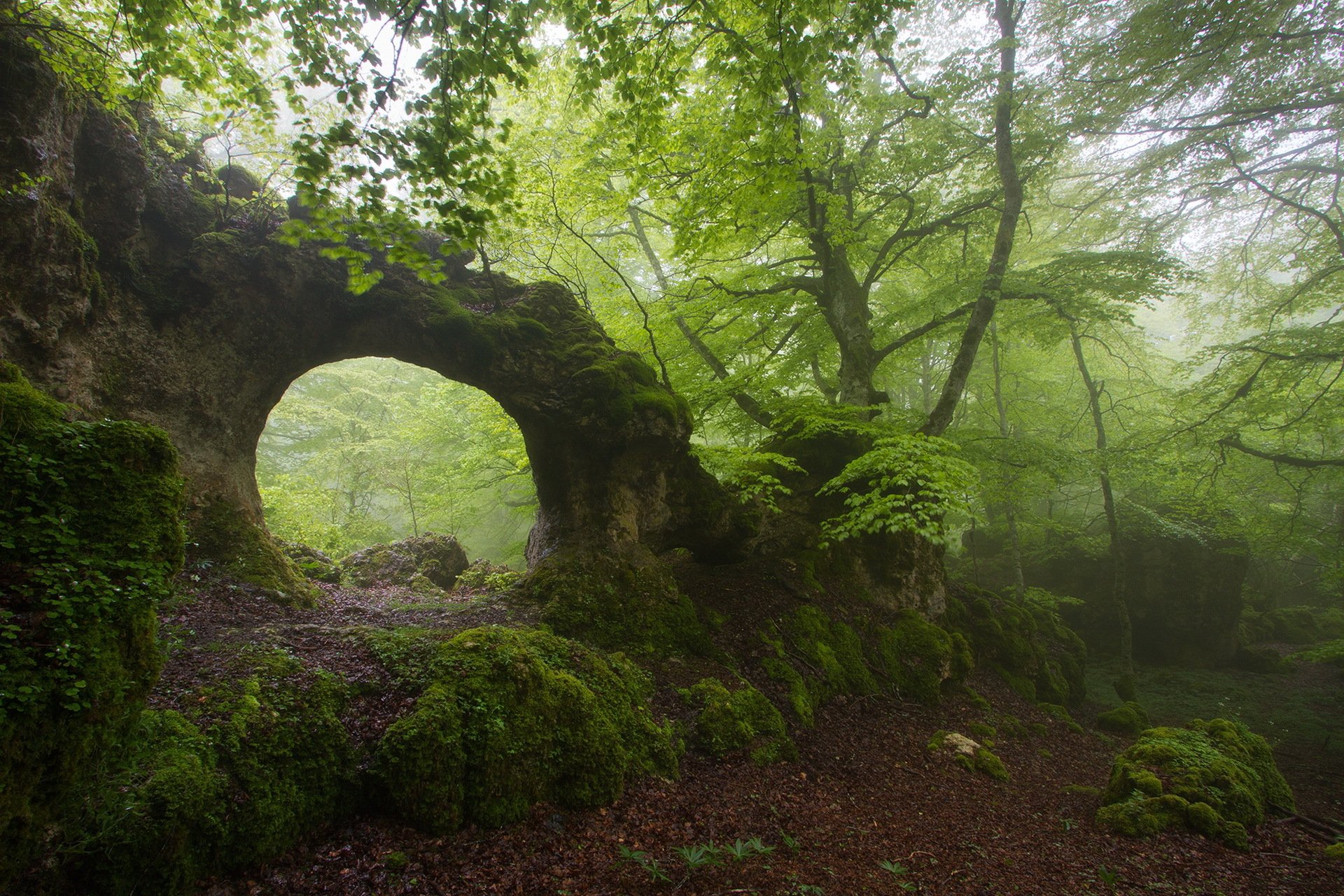 bosque roca arco niebla verano