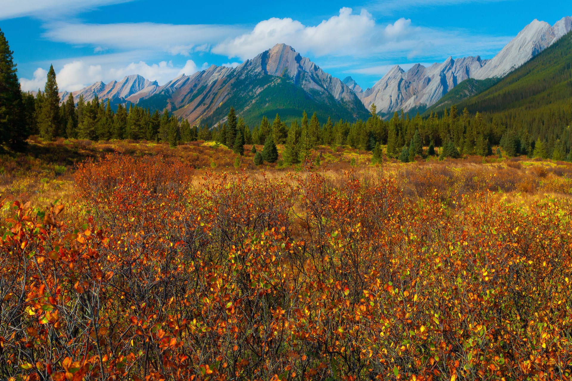 banff national park alberta canada autumn mountain sky forest tree meadow grass leave