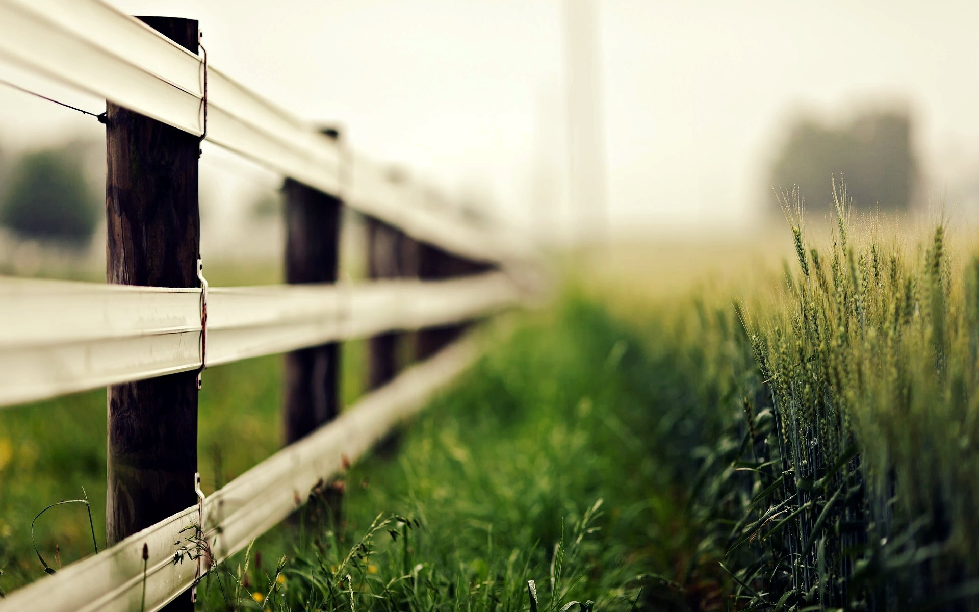 natur makro zaun zaun zaun grün gras ährchen ährchen unschärfe roggen weizen hintergrund tapete widescreen vollbild widescreen widescreen